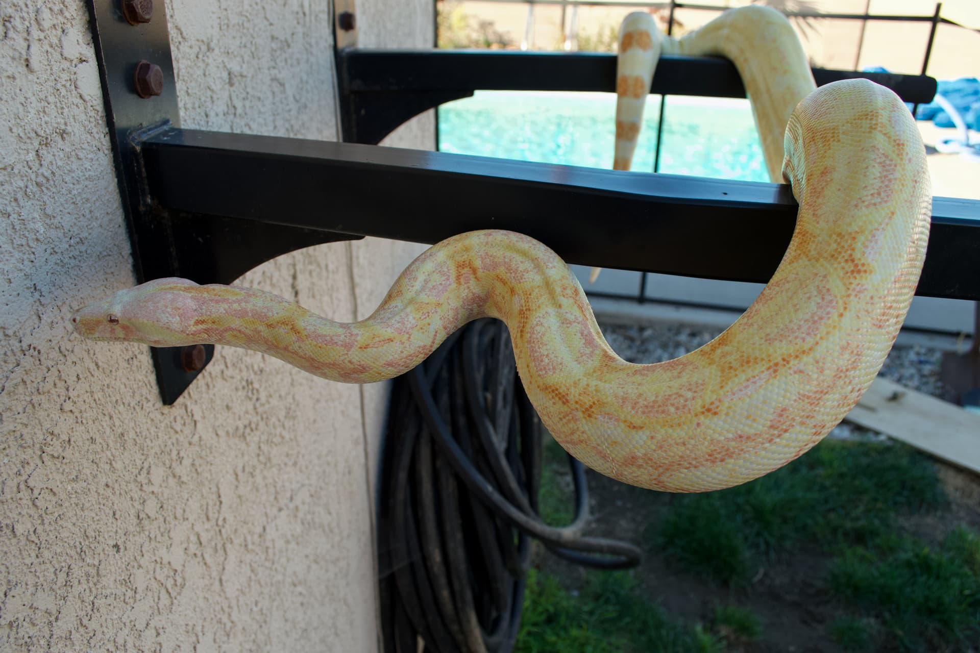 White snake turn yellow - Boa Constrictors - MorphMarket Reptile Community