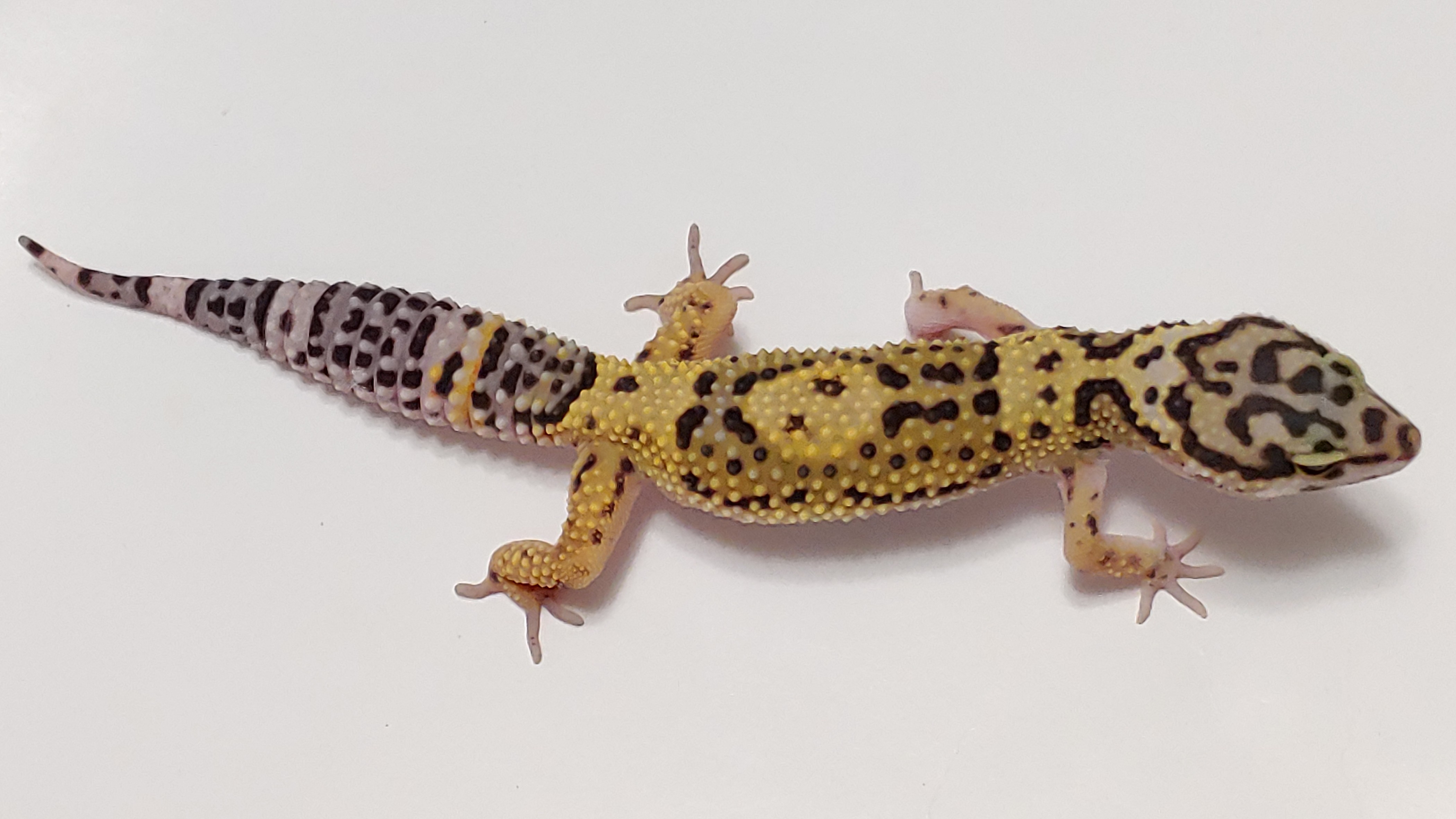 Bold Leopard Gecko by Alexander Lizards & eXotic Reptiles