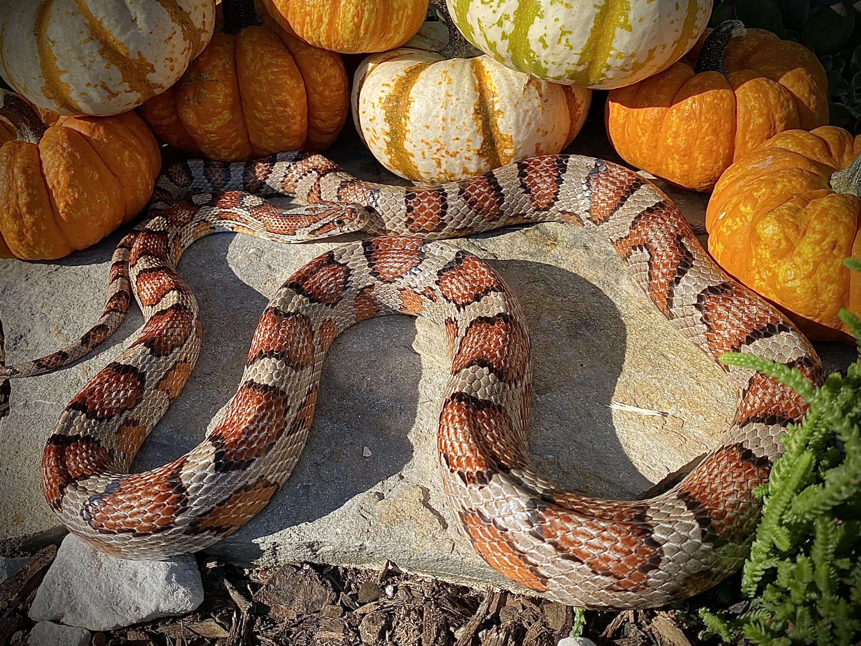 Miami Corn Snake by Burning Ember Reptiles LLC