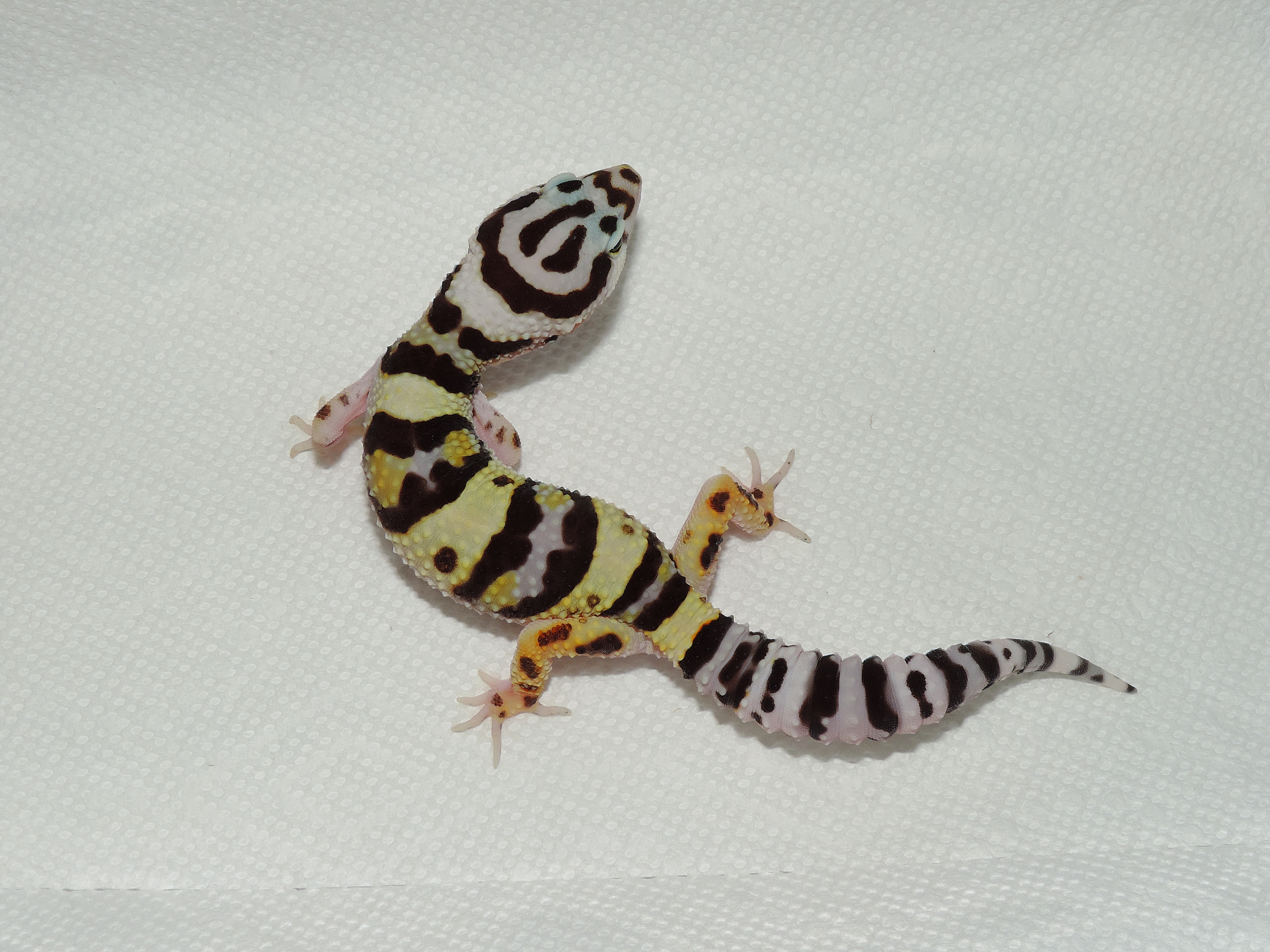 Bandit Leopard Gecko by Rumbley Reptiles