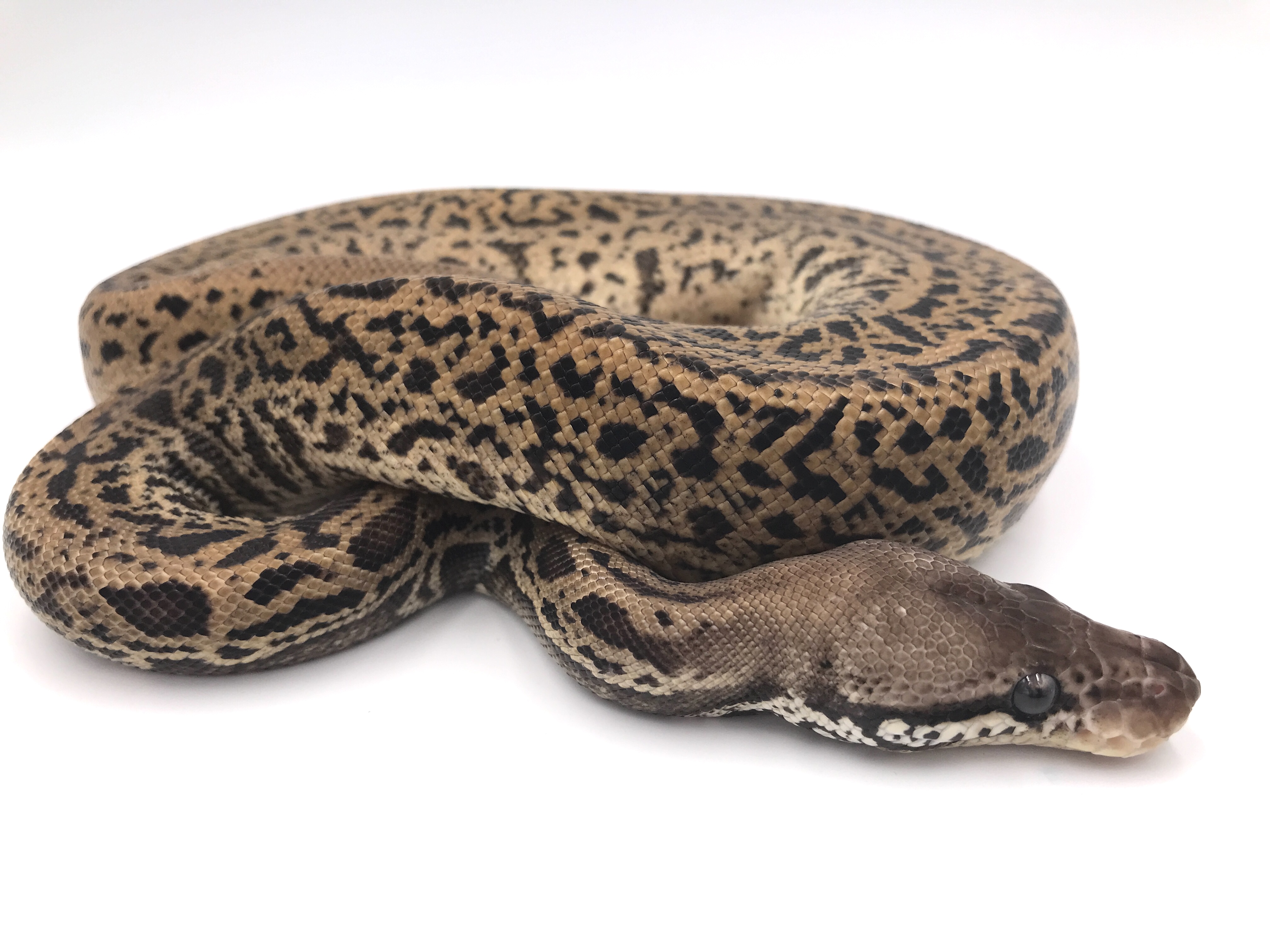 Pewter Acid Leopard Spotnose By Wreck Room Snakes