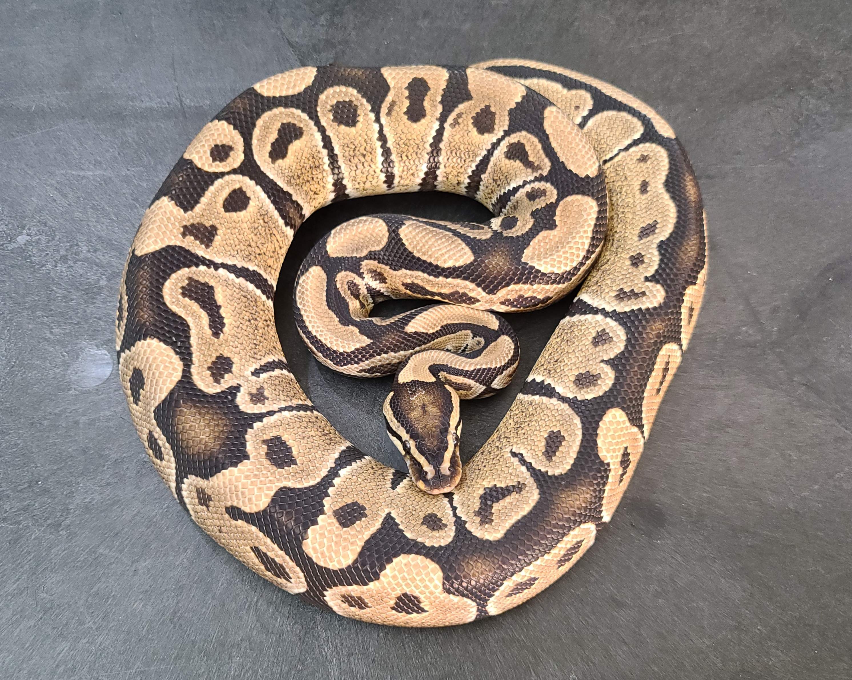 Citron Ball Python by Morgan Hill Morphs