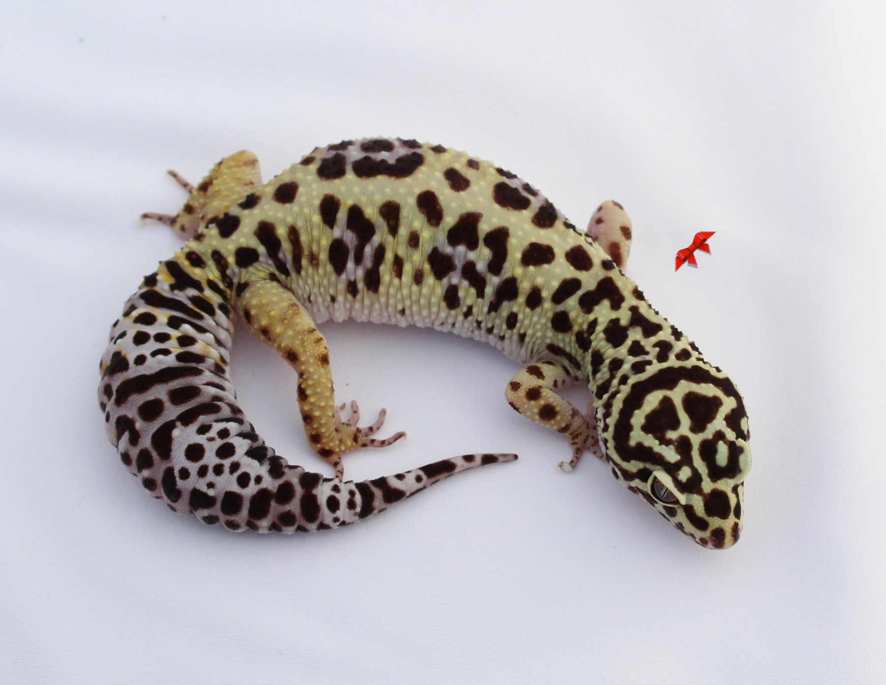 Bold Leopard Gecko by Bold & Bright Geckos