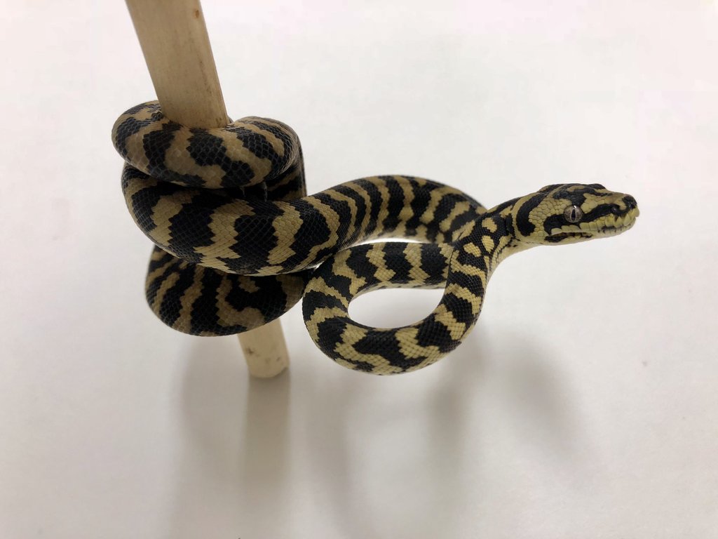 Normal Jungle Carpet Python by BHB Reptiles