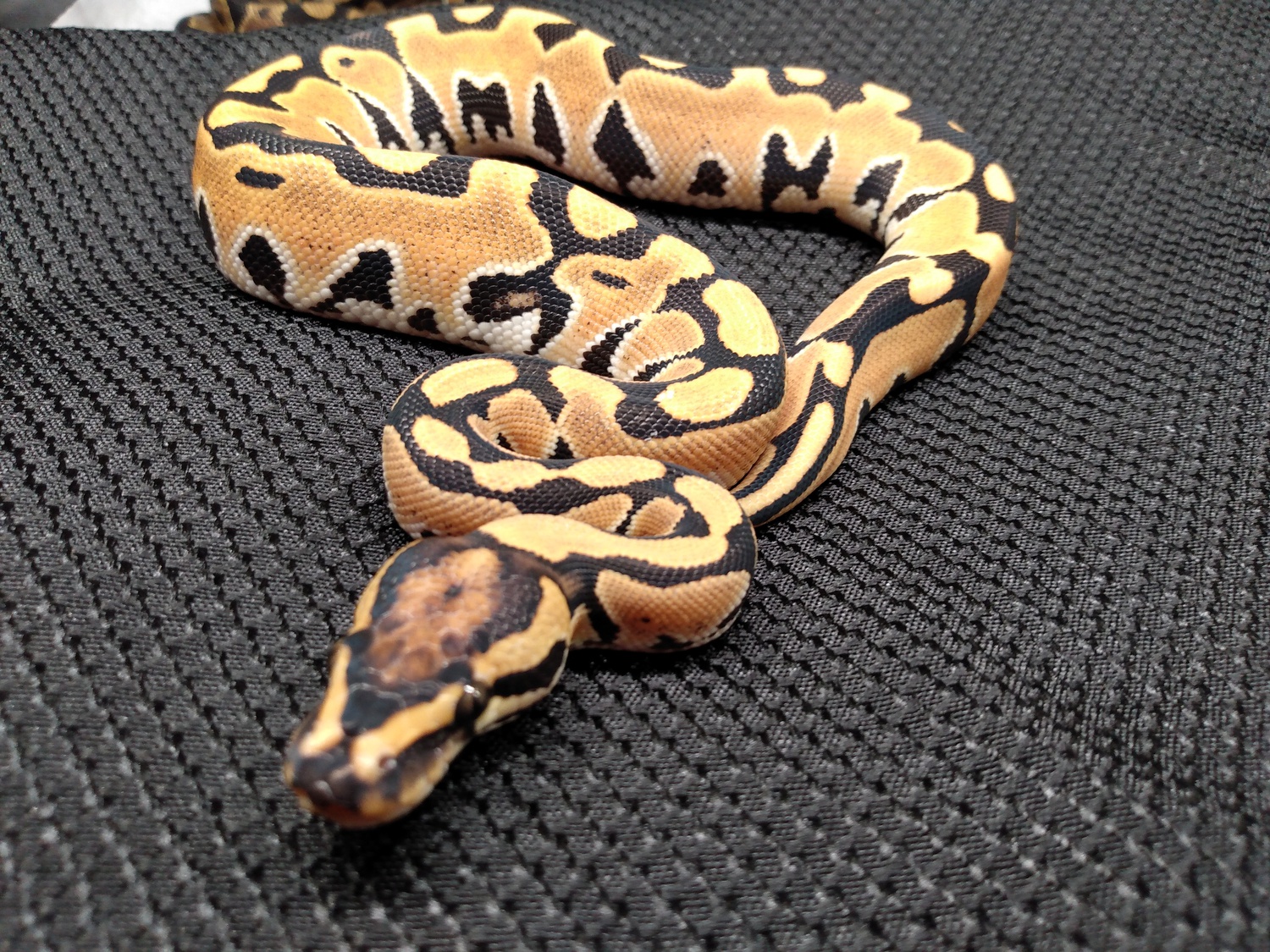 White Lace Fire Jungle Woma Ball Python by Mythical Exotics