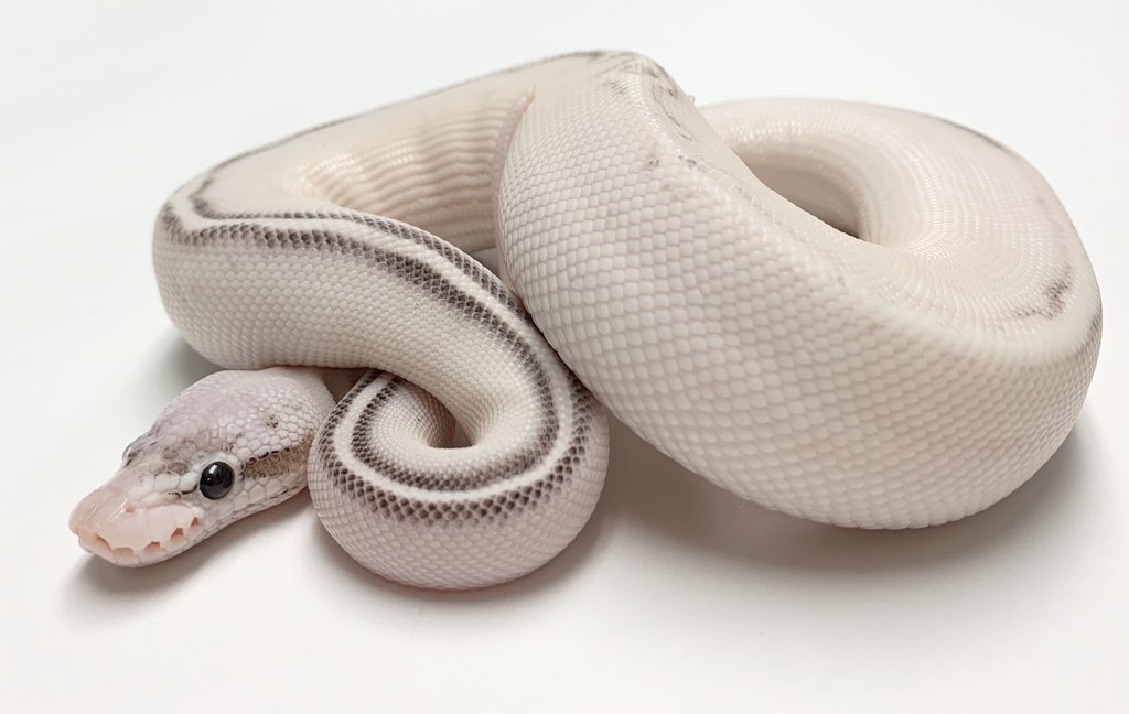 Pewter Highway Ball Python by BHB Reptiles