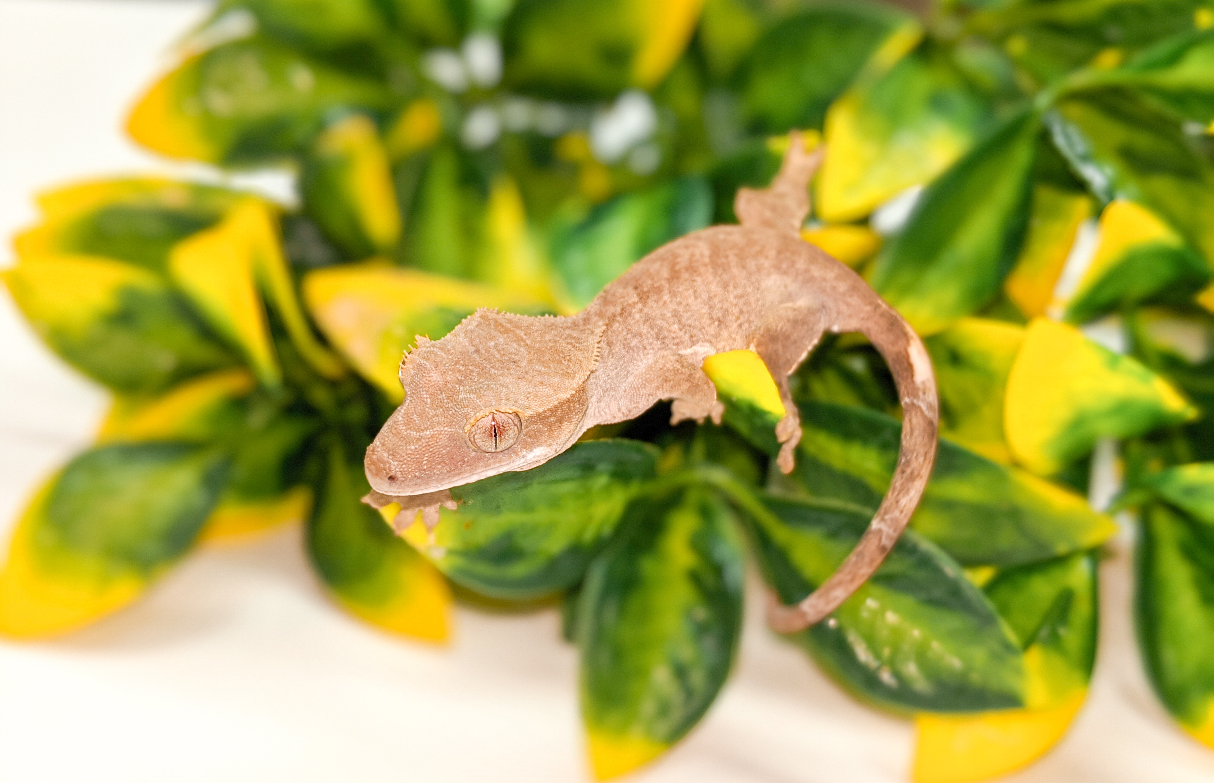 Tiger Crested Gecko by KBK Reptiles