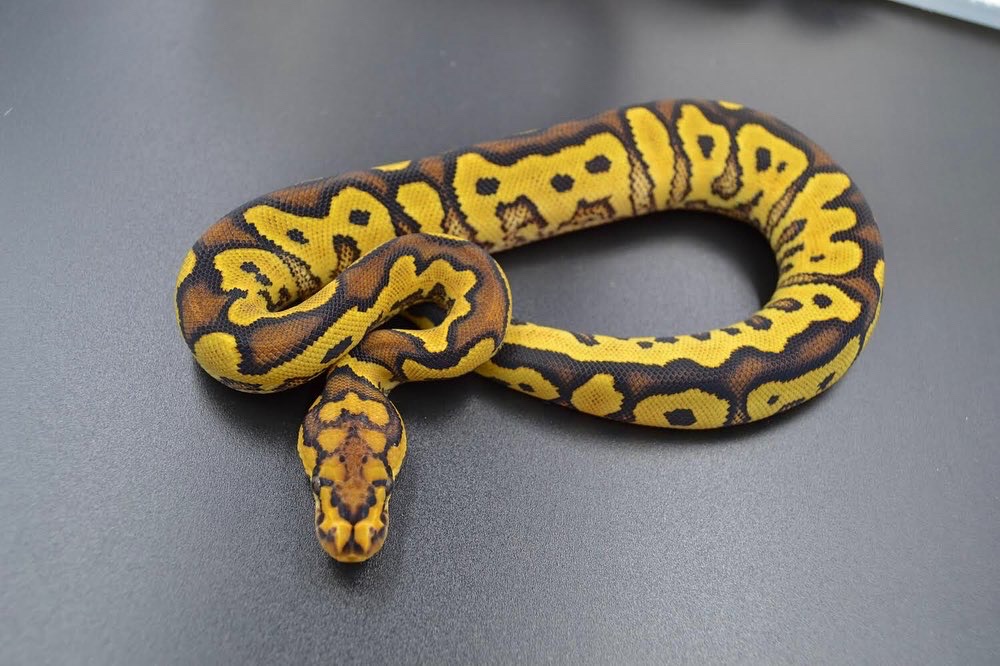 Lace Yellowbelly Clown Ball Python by DD Exotics