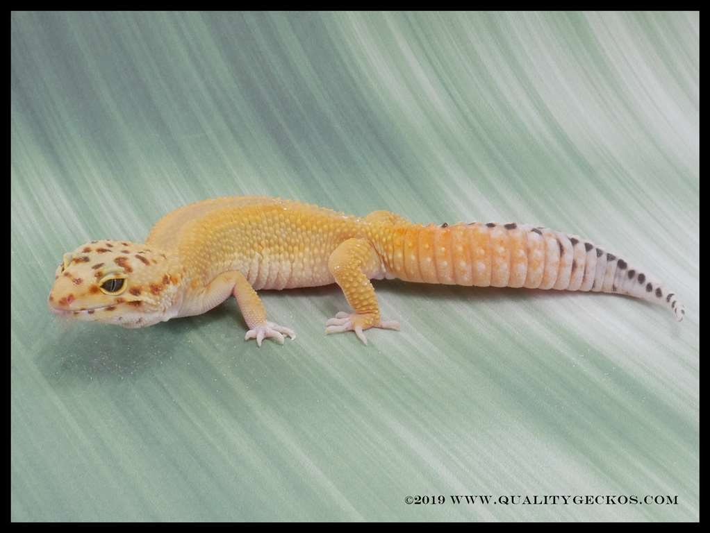 High Yellow X Pacific Green Tangerine Leopard Gecko by Quality Geckos