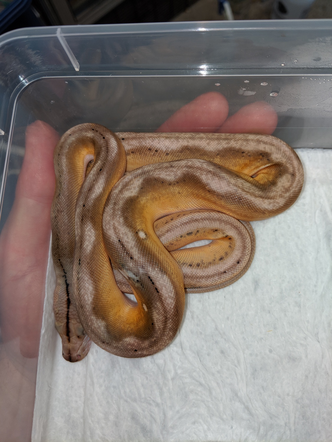 Paradox Patch Motley Tiger Citron Supersunfire 66% PHA Reticulated Python by Stevo131 (and Bella)