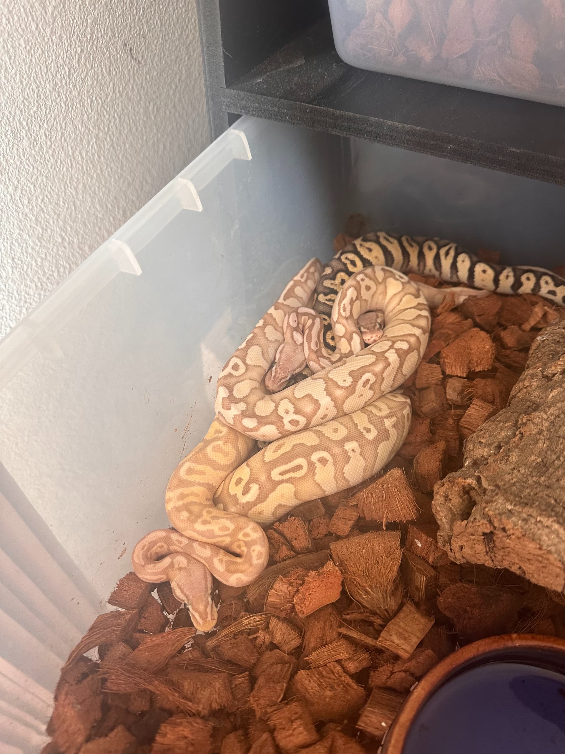 On Ball Python Cohabitation - Ball Pythons - MorphMarket Reptile Community