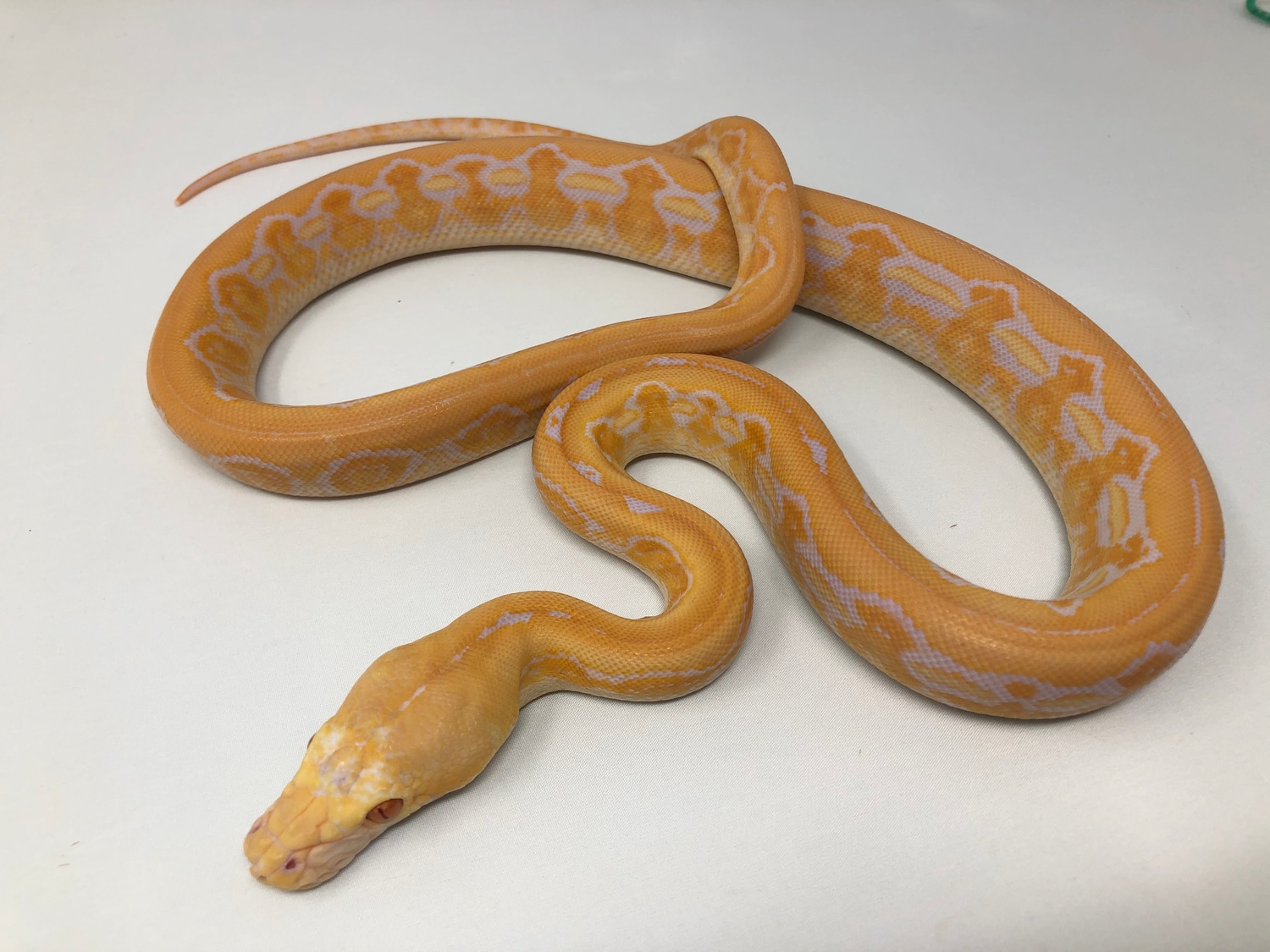White Albino Reticulated Python by Good Guy Reptile Family
