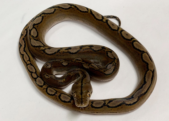 Motley Reticulated Python by Prehistoric Pets