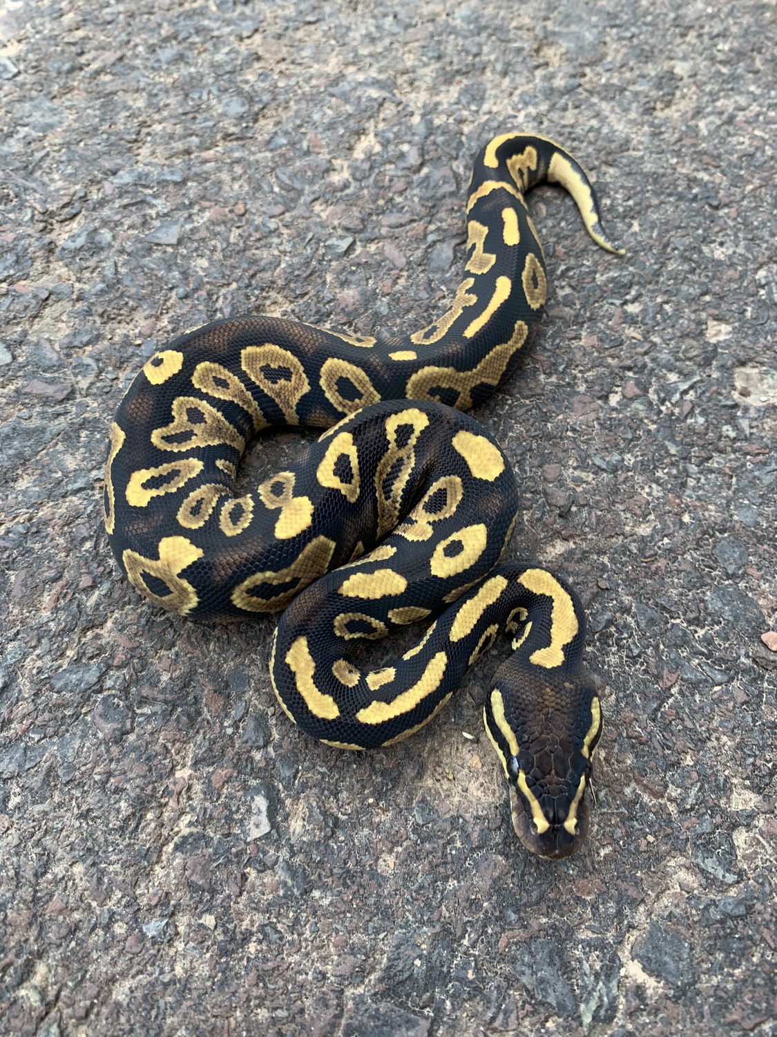 Astro Yellowbelly Ball Python by The Seventh Serpent