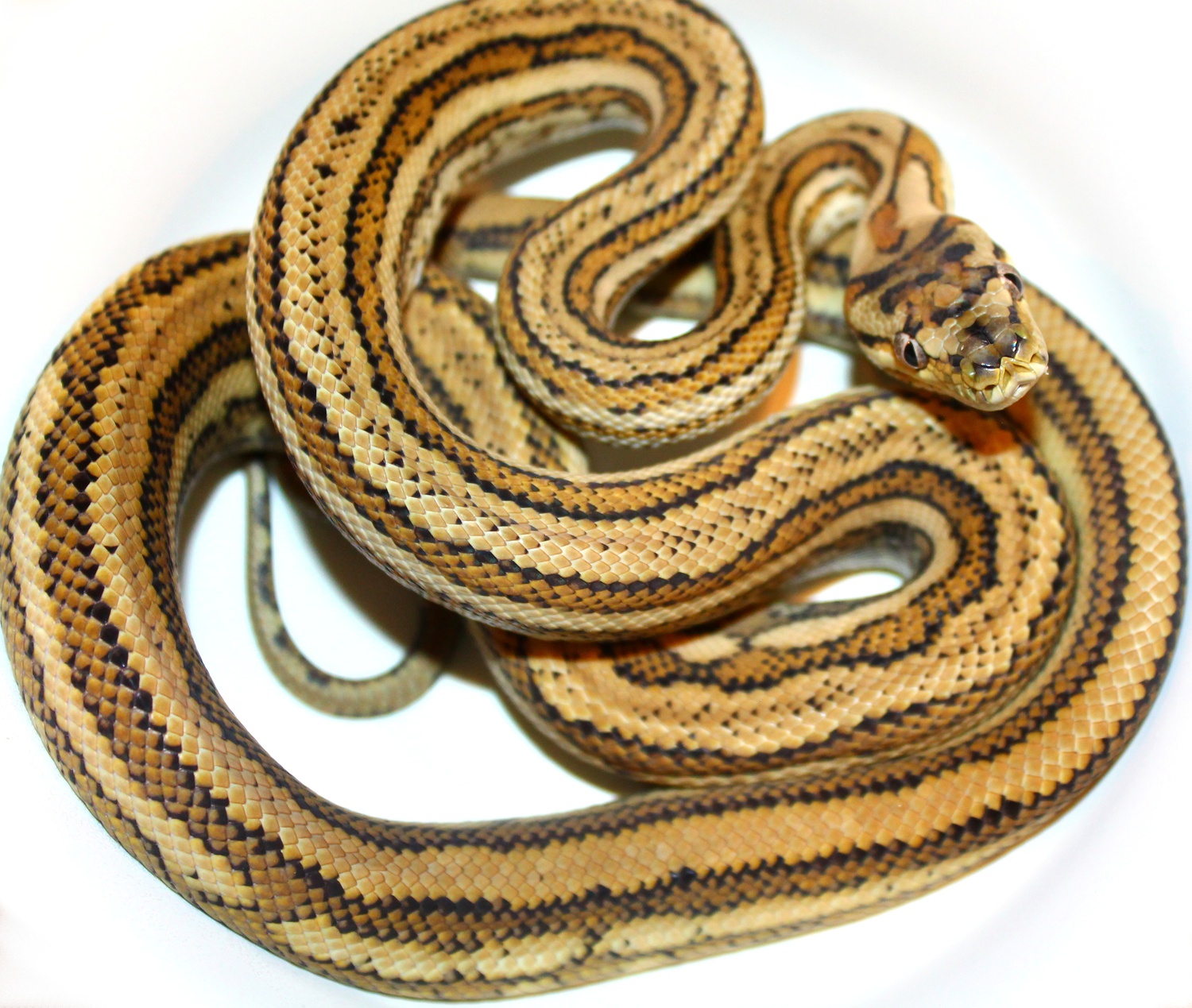 True Hypo Tiger Coastals Coastal Carpet Python by Inland Reptile
