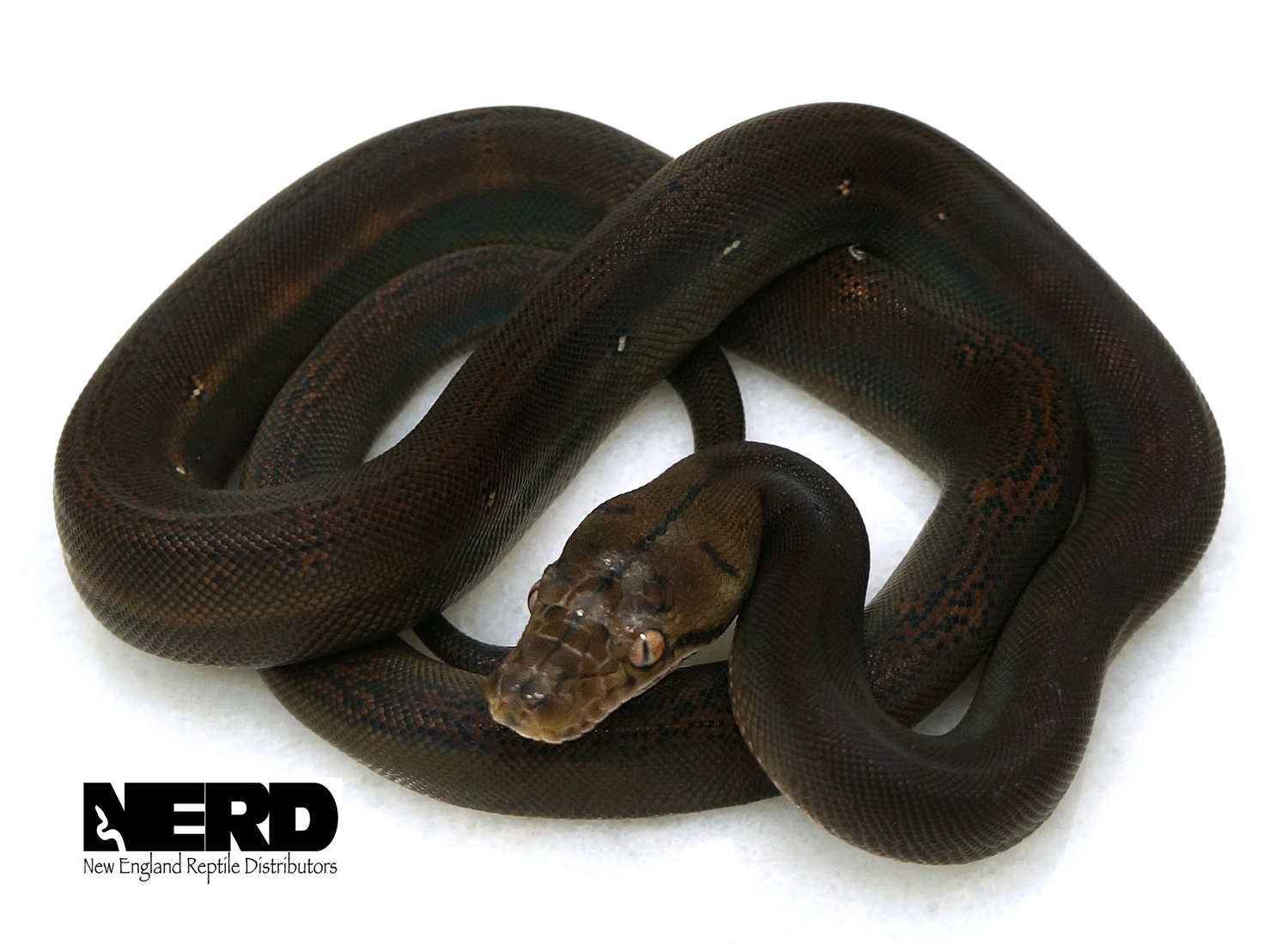 Goldenchild Reticulated Python by New England Reptile Distributors