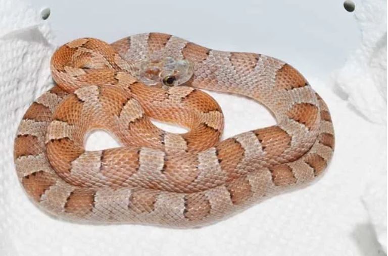 Kastanie Bloodred by VMS Professional Herpetoculture