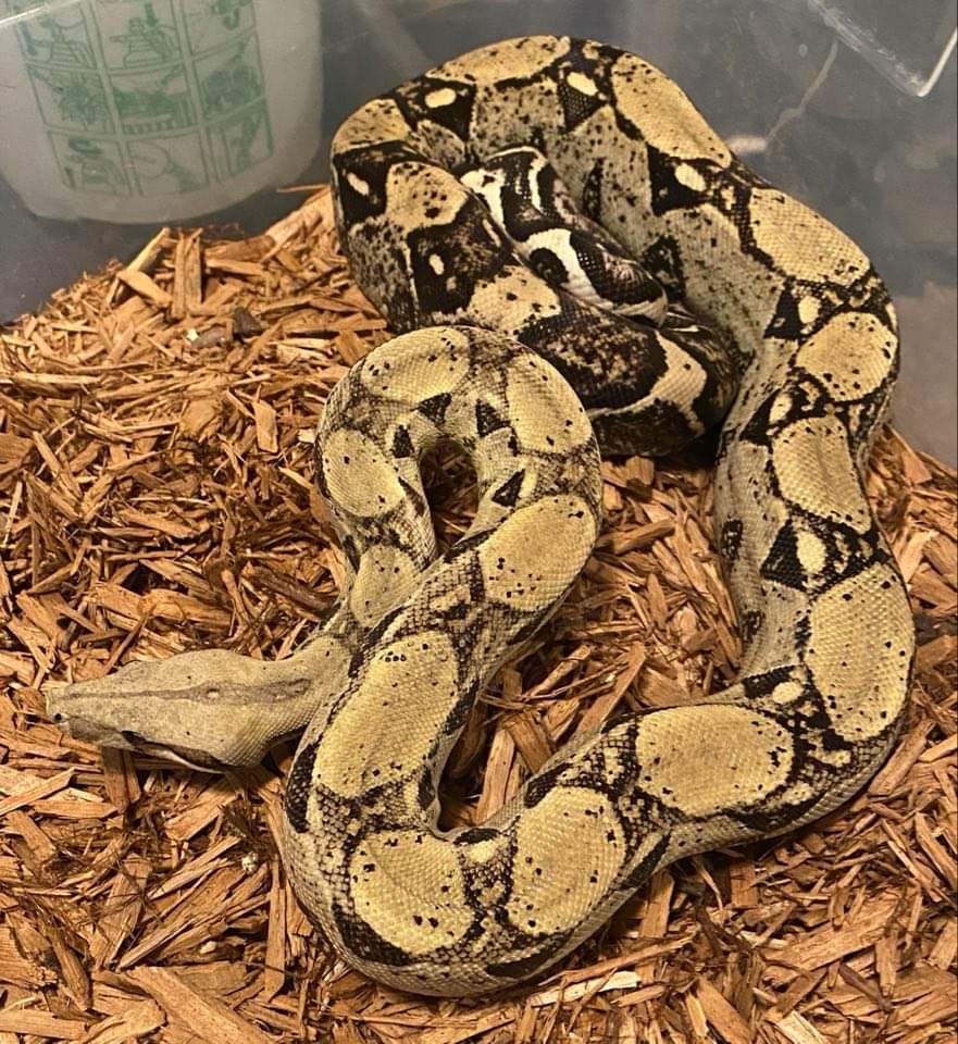 Anery Boa Constrictor by SKB Exotics