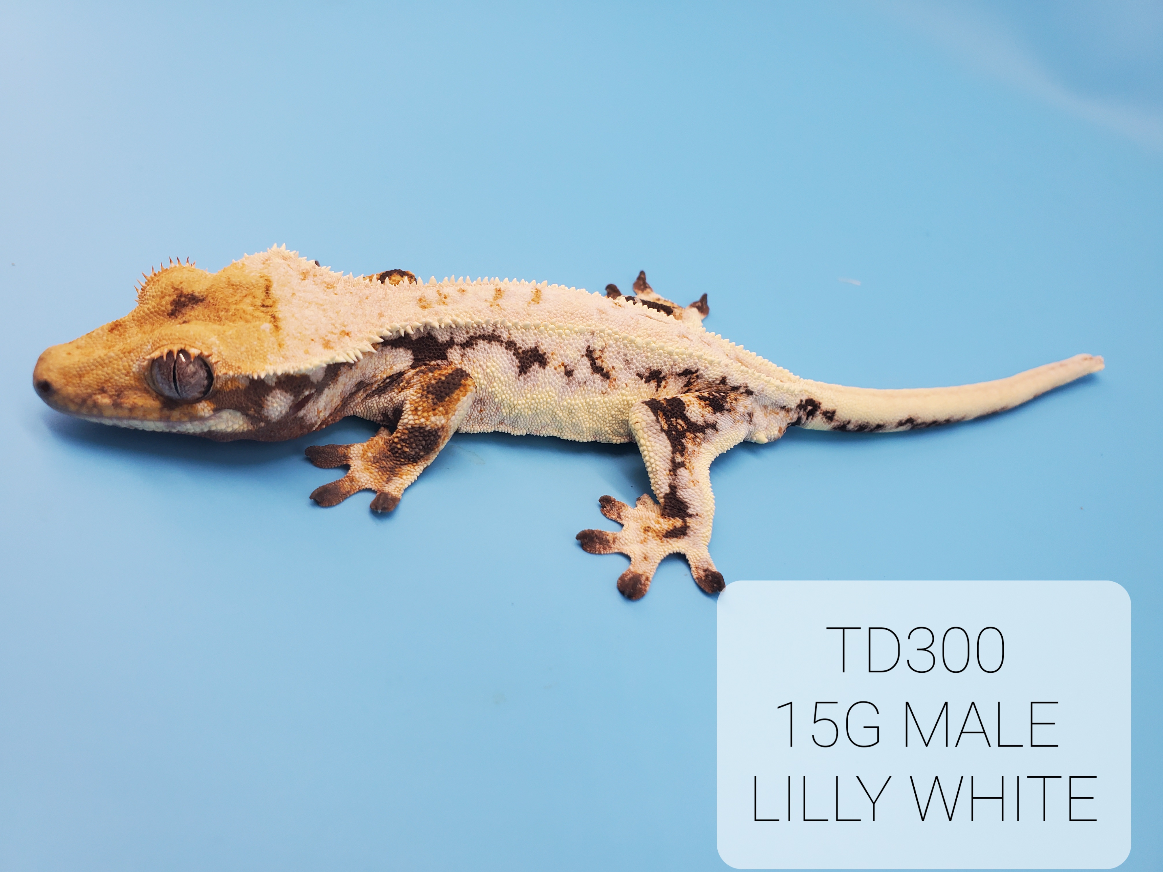 Lilly White Crested Gecko by Tesla's Geckos