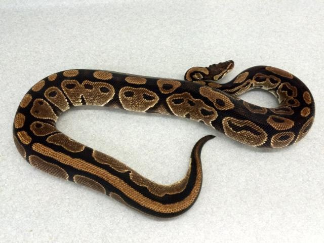 Normal Ball Python by Royal Constrictor Designs