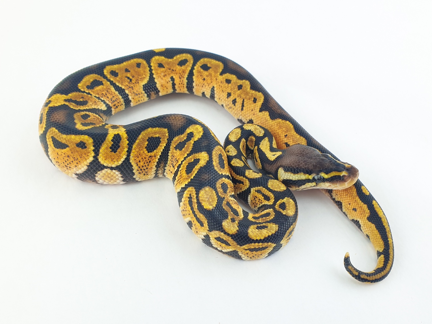 Gravel Pastel Ball Python by Cold Blooded Arts