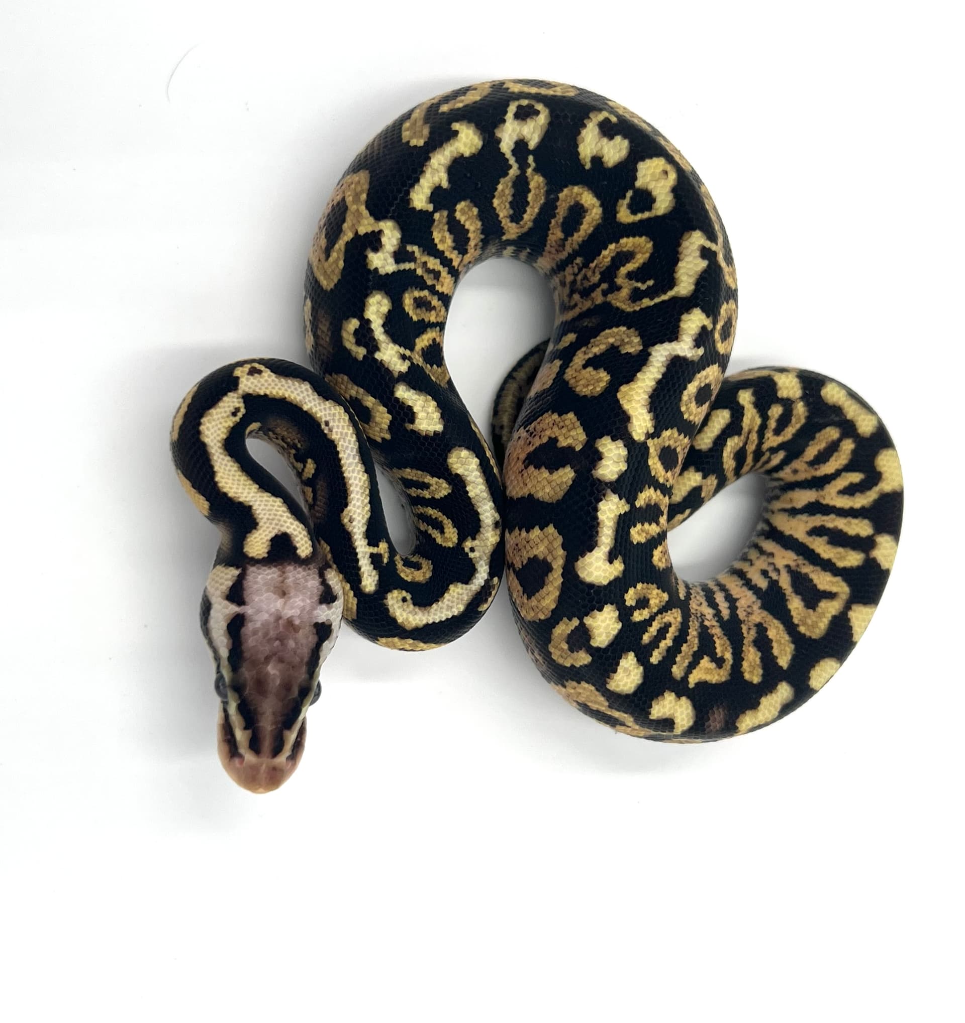 Pastel Spotnose Paint by Wreck Room Snakes