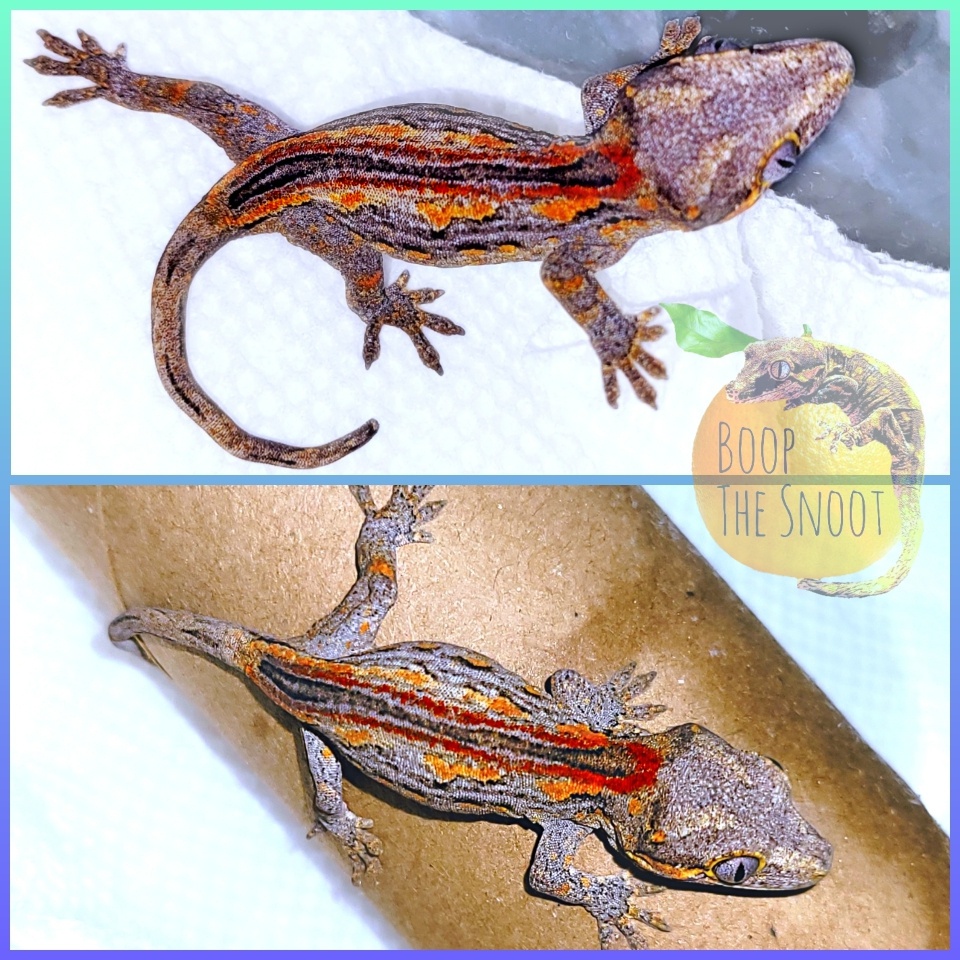 Red Stripe/Orange Blotch Gargoyle Gecko by Boop the Snoot