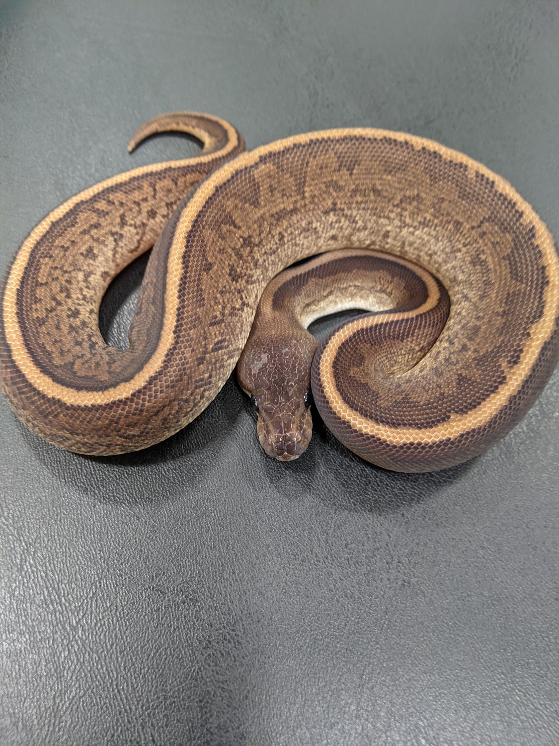 Cinnamon Mahogany Shrapnel Ball Python by Ohio Reptile & Rodent Company