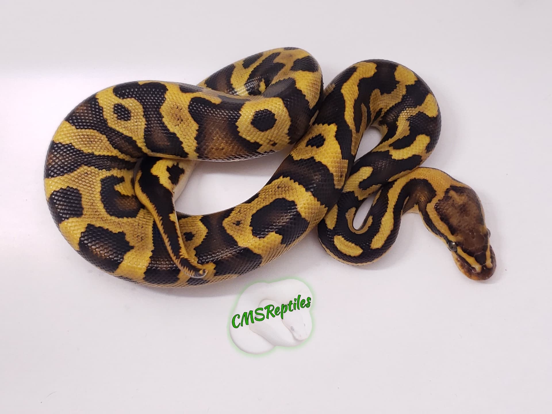 3 New Additions :D - Ball Pythons - MorphMarket Reptile Community