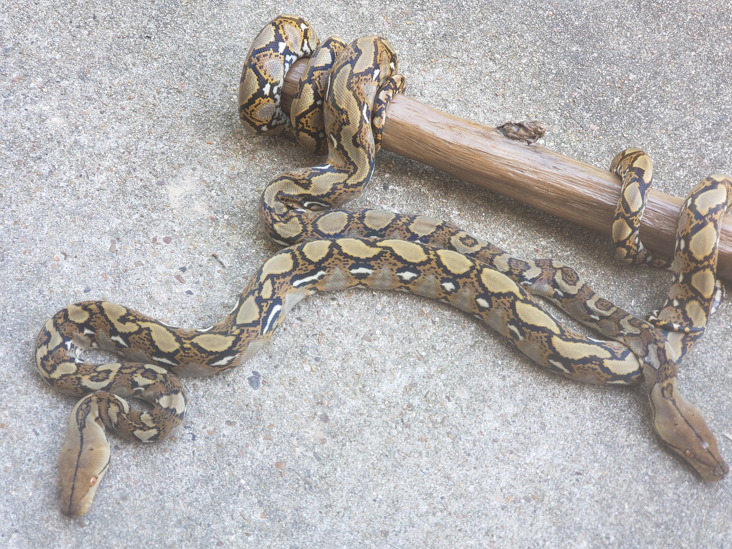 Bali Yellowhead Reticulated Python by Blake Wilson Reptiles