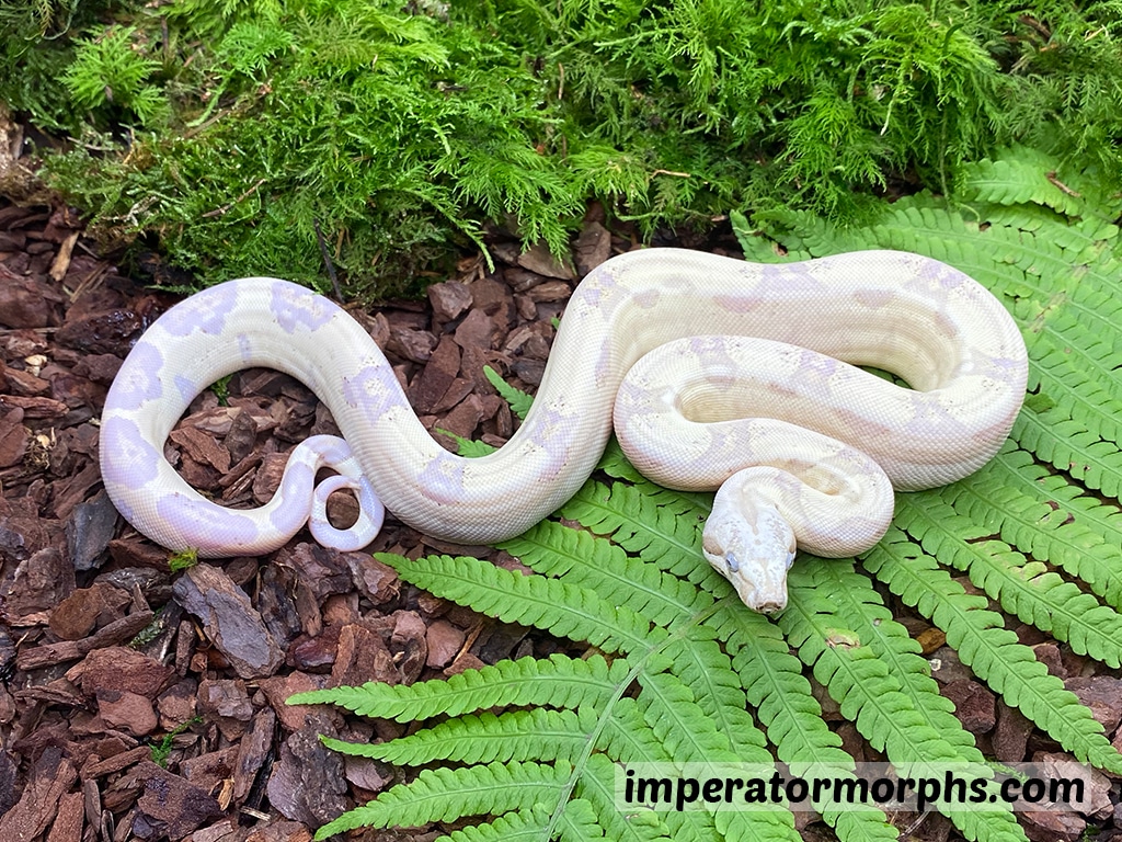 VPI Snowglow Boa Constrictor by Imperatormorphs GbR