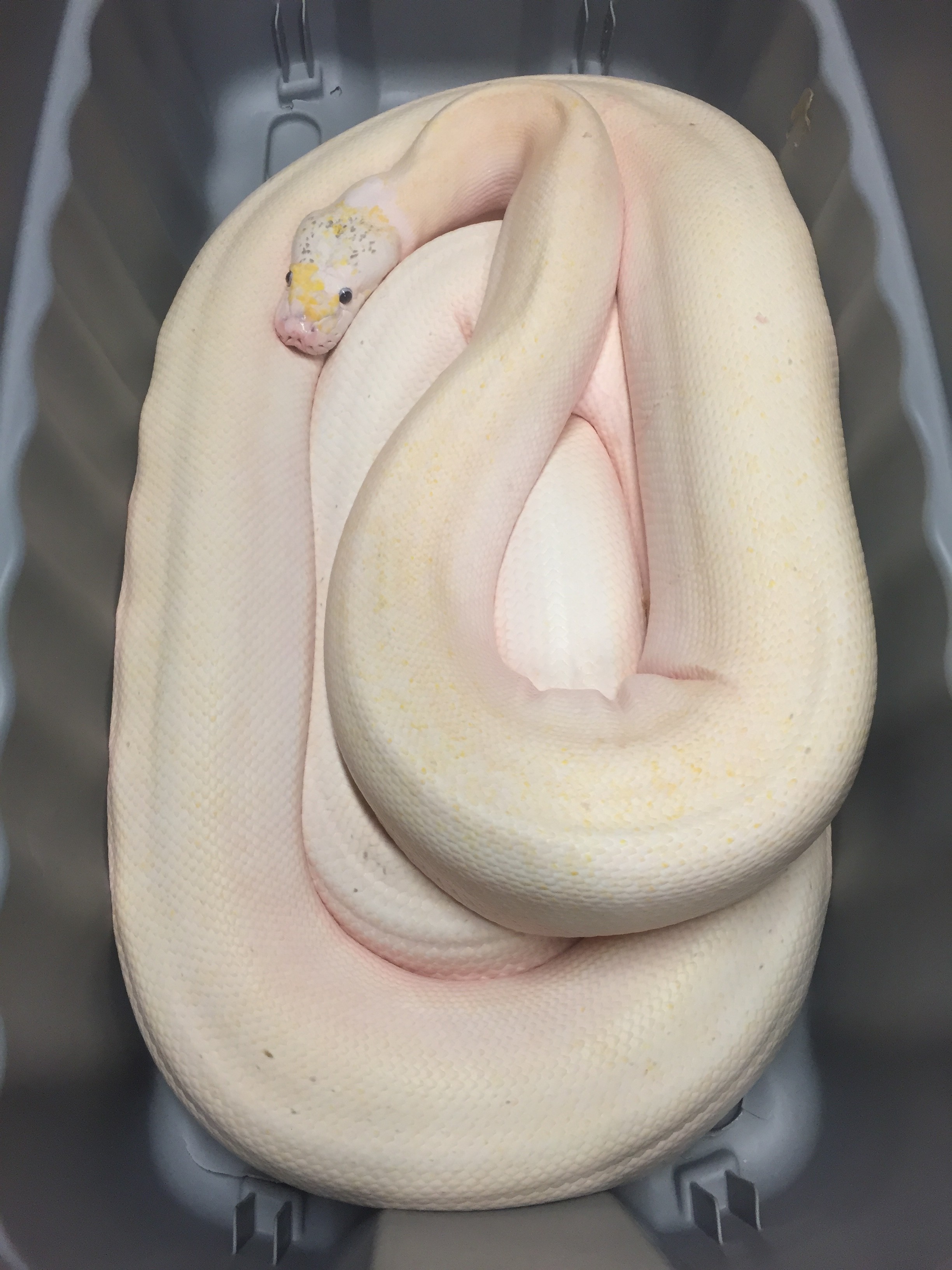 Ivory Reticulated Python by Chase-N-Reptiles