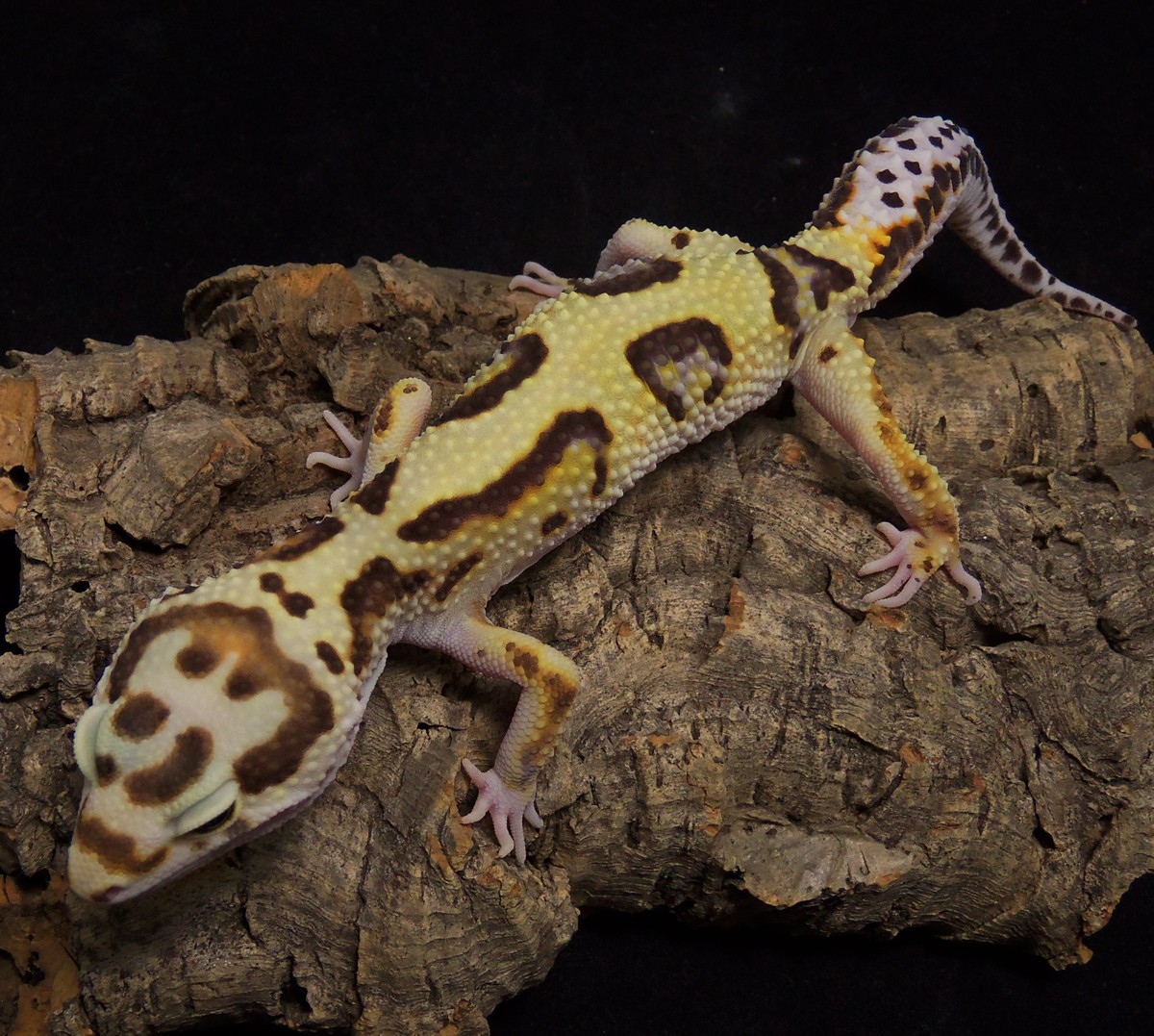 Bandit Leopard Gecko by Gecko Element