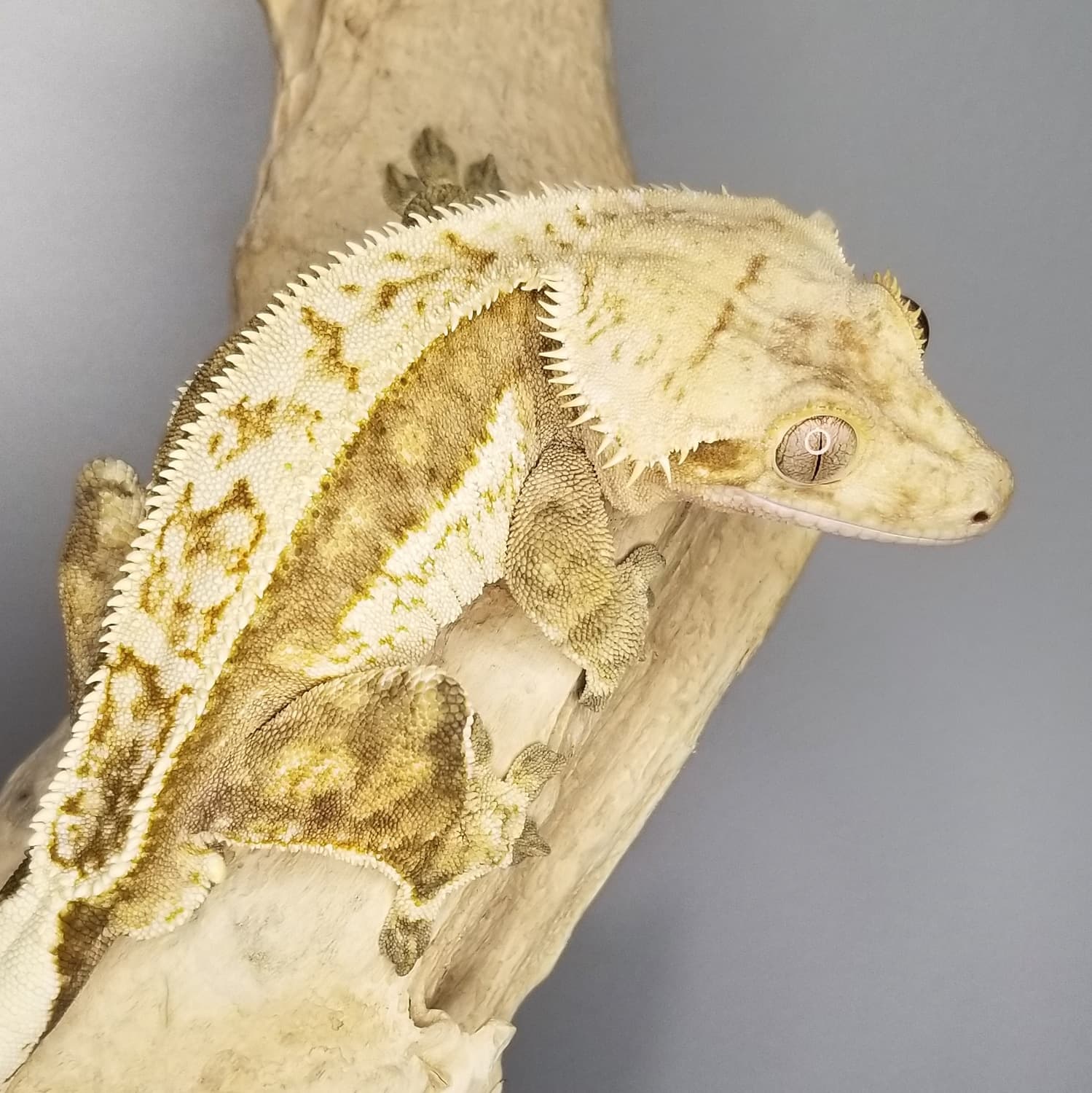 Het Empty Back Yellow Quad Crested Gecko by Zodiac Geckos