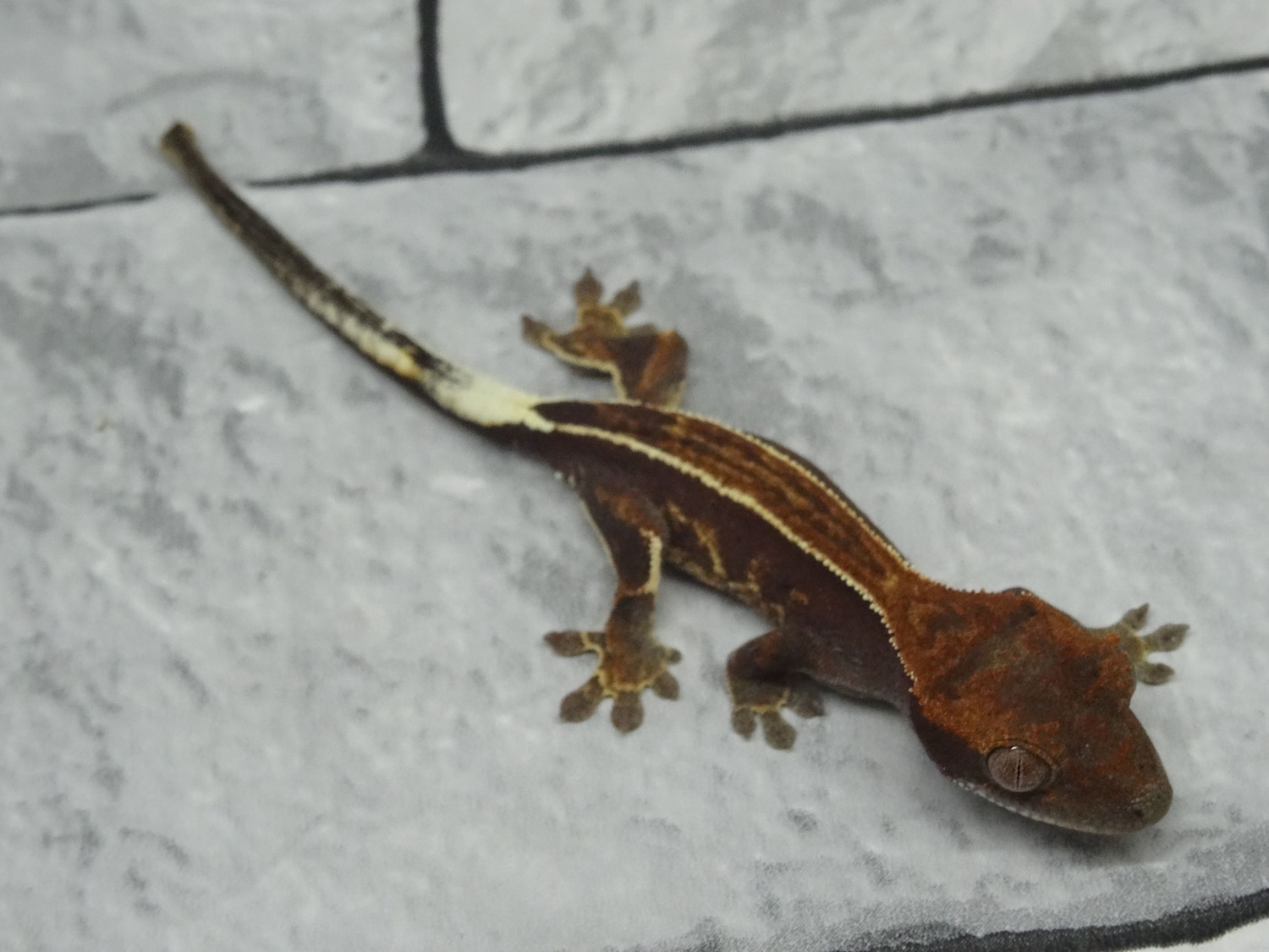 Cappucino, Pinstripe Crested Gecko by ExtremeCresties