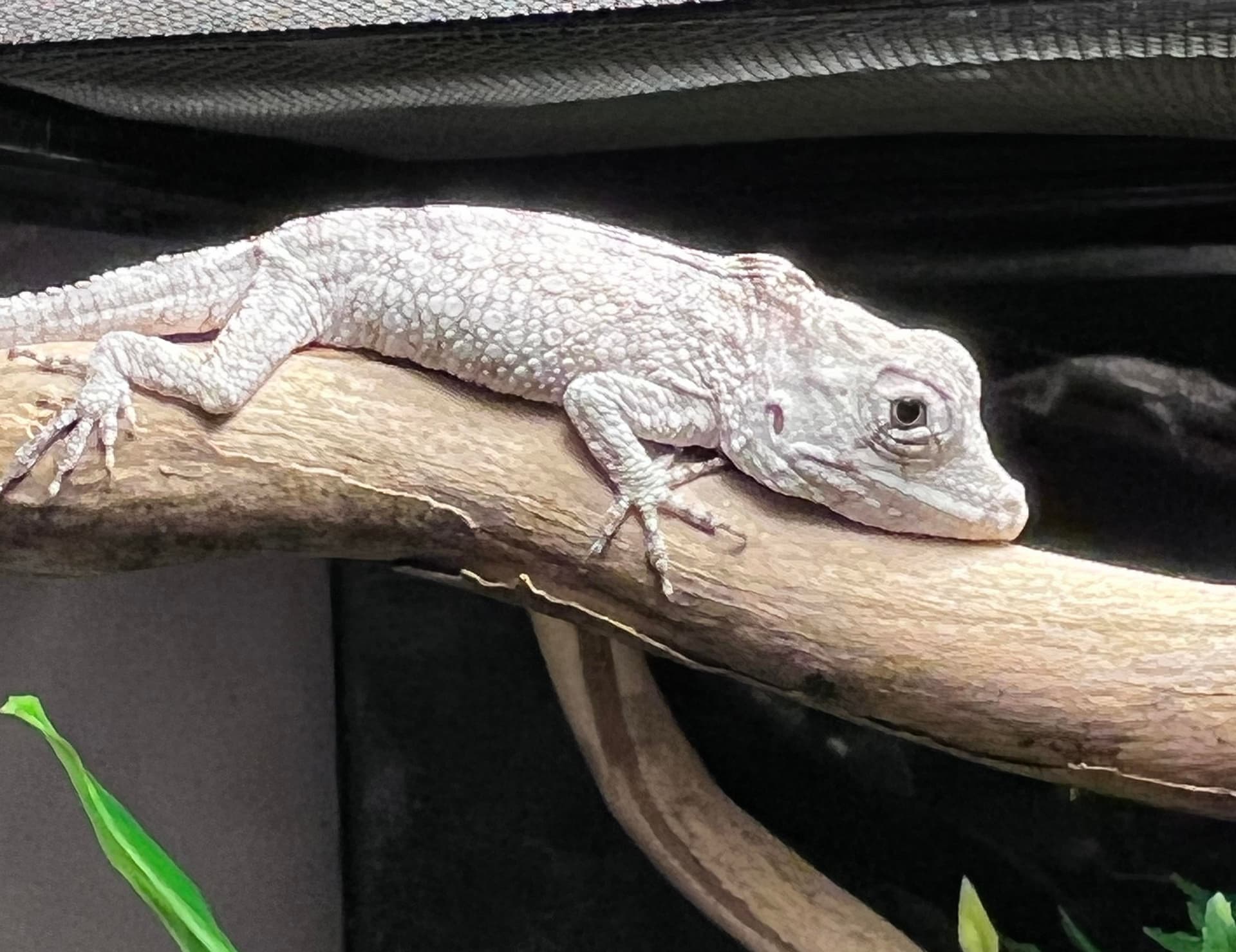 Female Cuban False Chameleon (Anolis barbadus) - Geckoholics