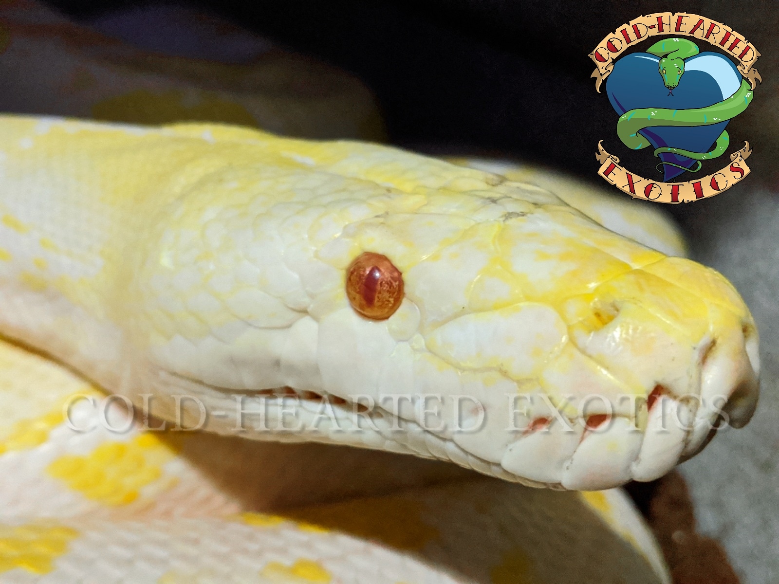 Amel Reticulated Python by Cold-Hearted Exotics