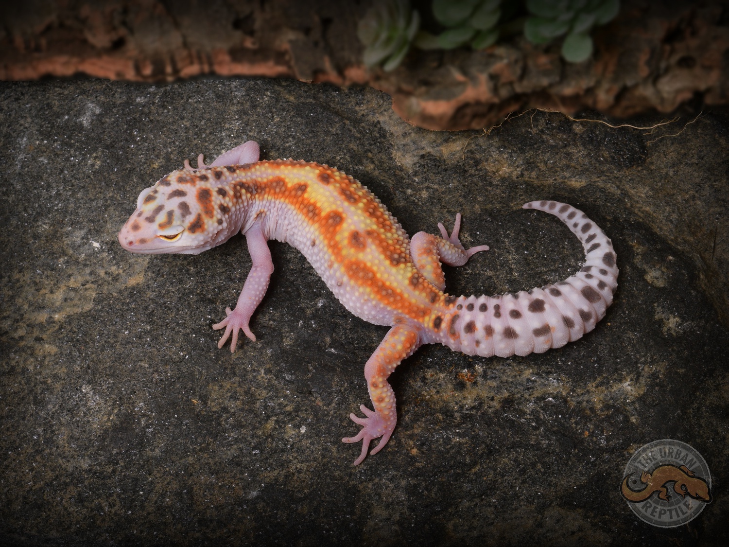 White & Yellow Bell Albino Red Stripe Leopard Gecko by The Urban Reptile
