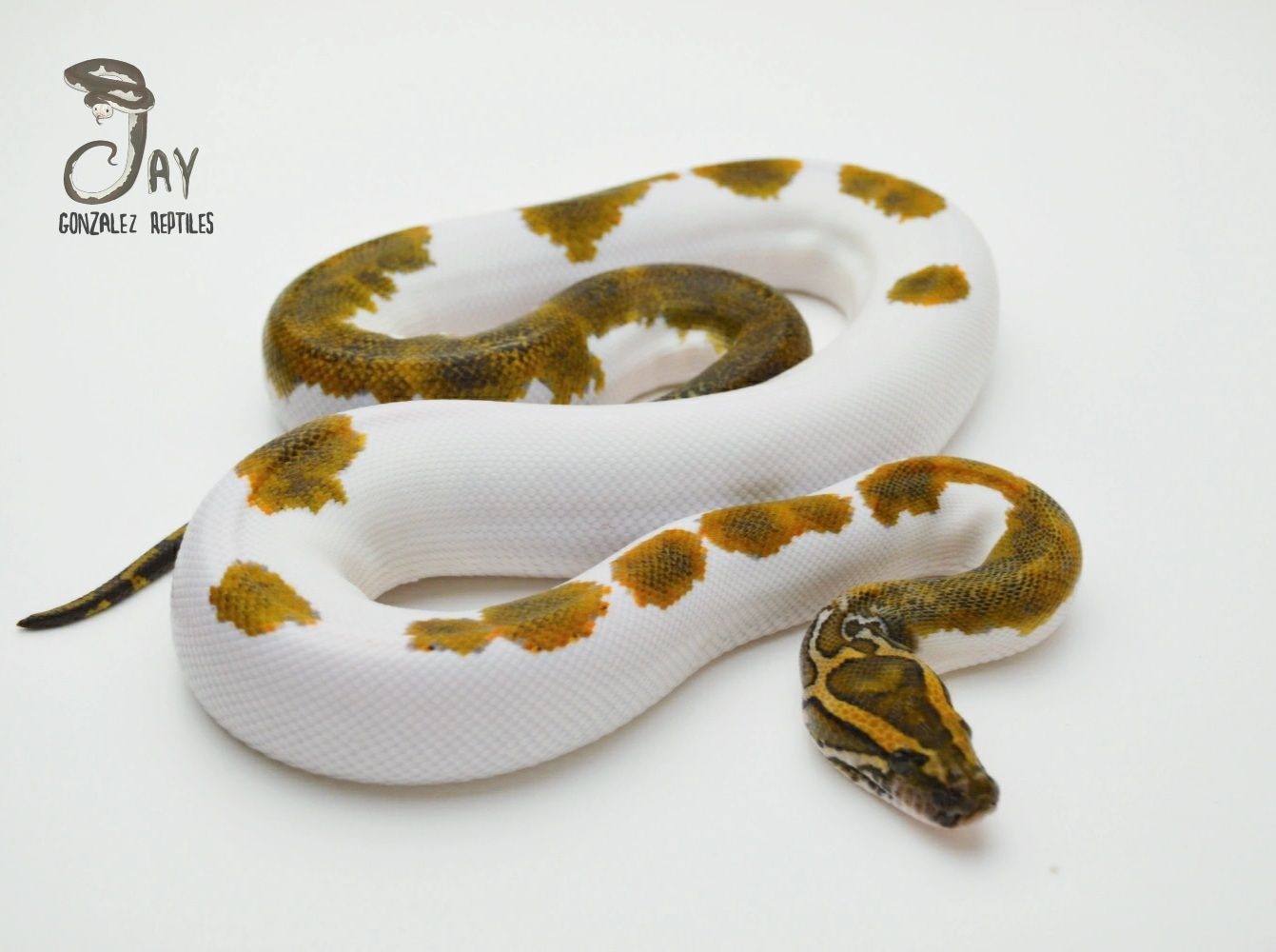 High White Pied Het Albino Burmese Python by Jay Gonzalez Reptiles