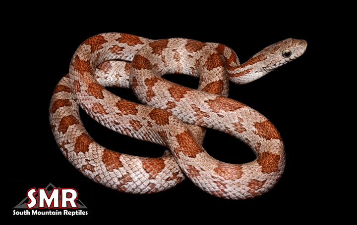 Cinder Corn Snake by South Mountain Reptiles