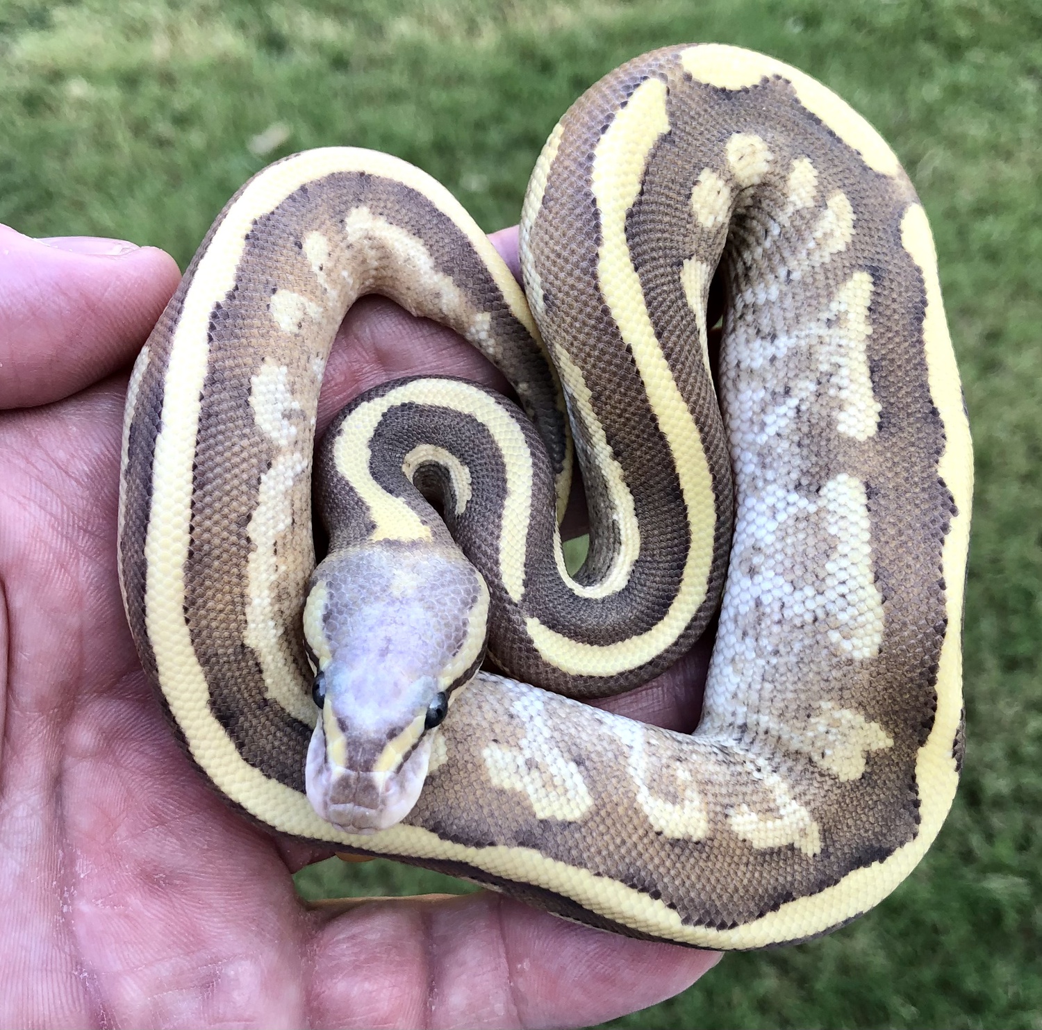 Vanilla Flame Mojave Ball Python by Phoenix Reptiles
