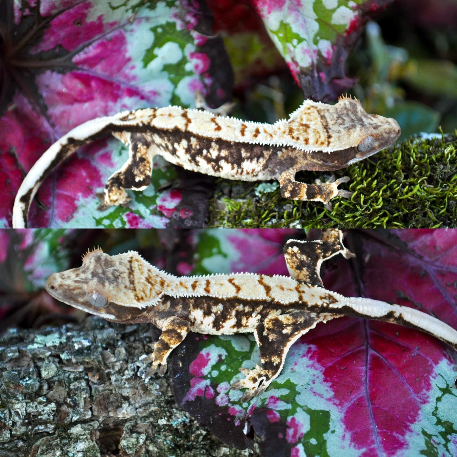 White-Spot Drippy High-White Crested Gecko by Cowajunga, LLC