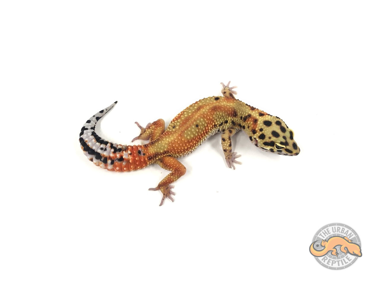 G-Project Leopard Gecko by The Urban Reptile