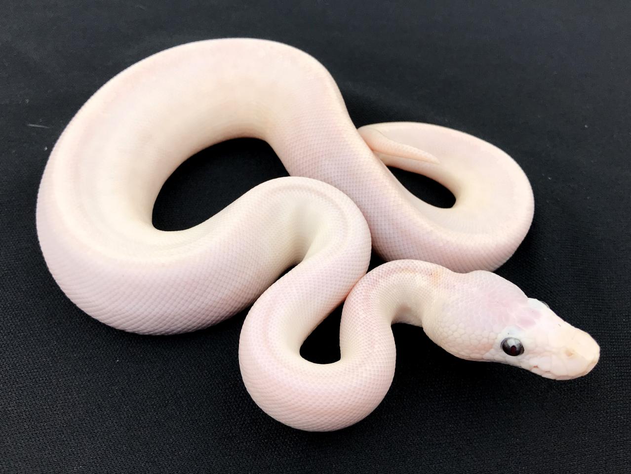 Super Bamboo Ball Python by Royal Constrictor Designs (#231312)
