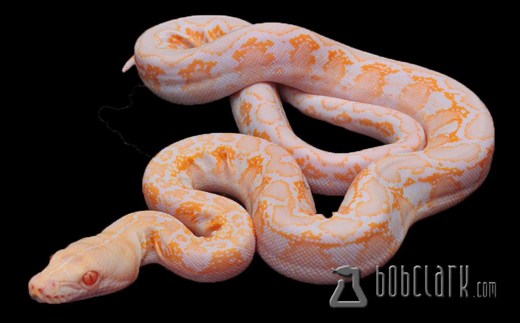 Blond Reticulated Python by Bob Clark Reptiles