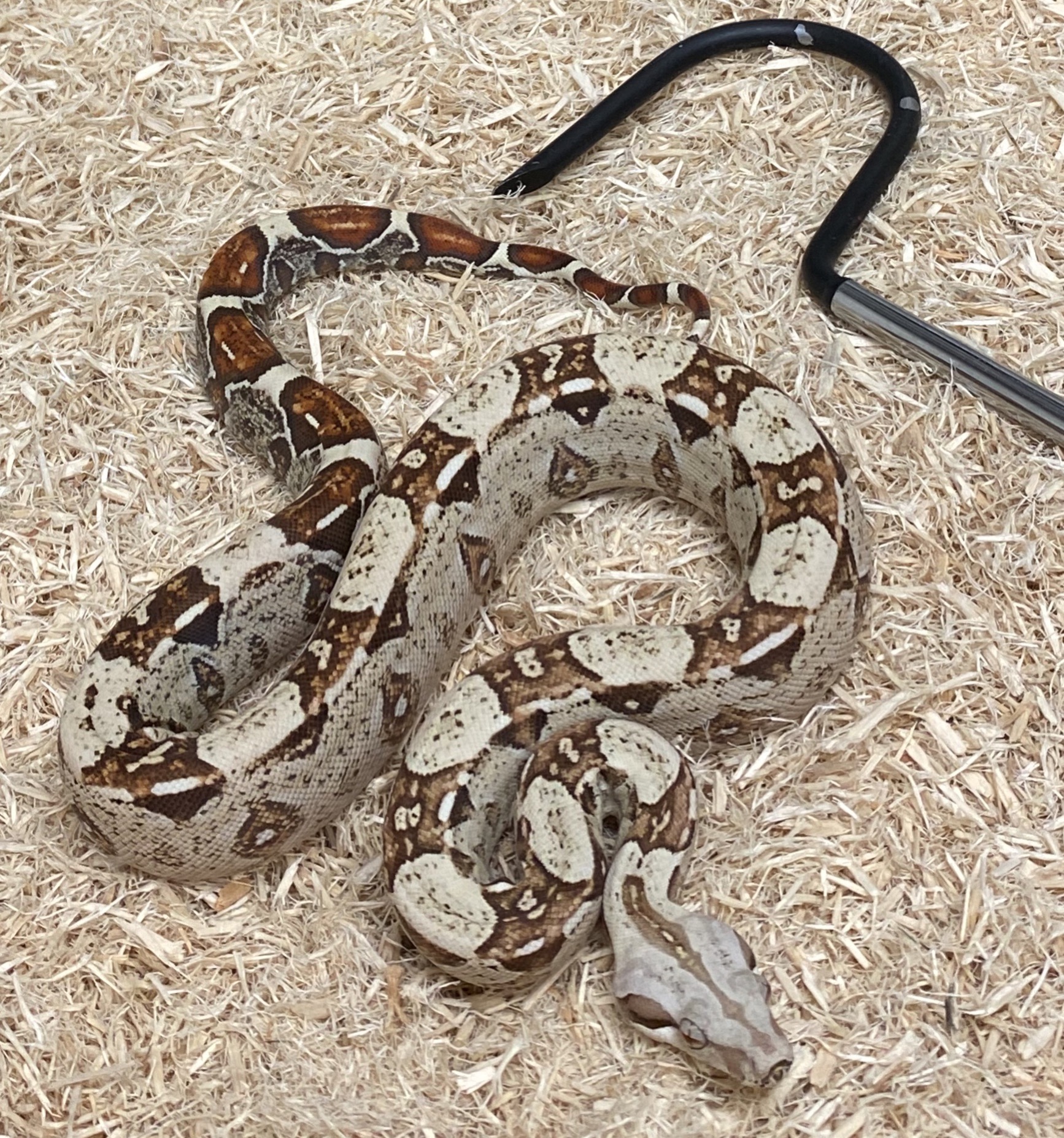 VPI T+ Boa Constrictor by Motion Reptiles
