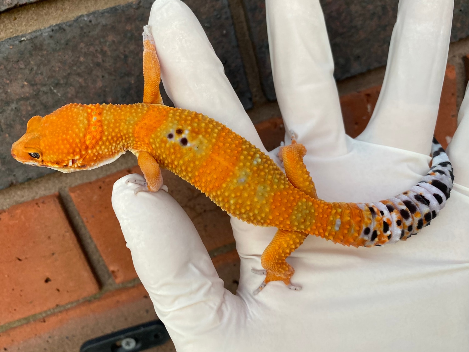 Green & Tangerine 50% Poss Het Tremper Albino & Eclipse Leopard Gecko by Crystal Palace Reptiles