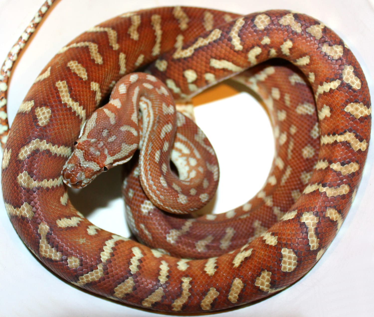 Full Blood Hypo Centralian Carpet Python by Inland Reptile