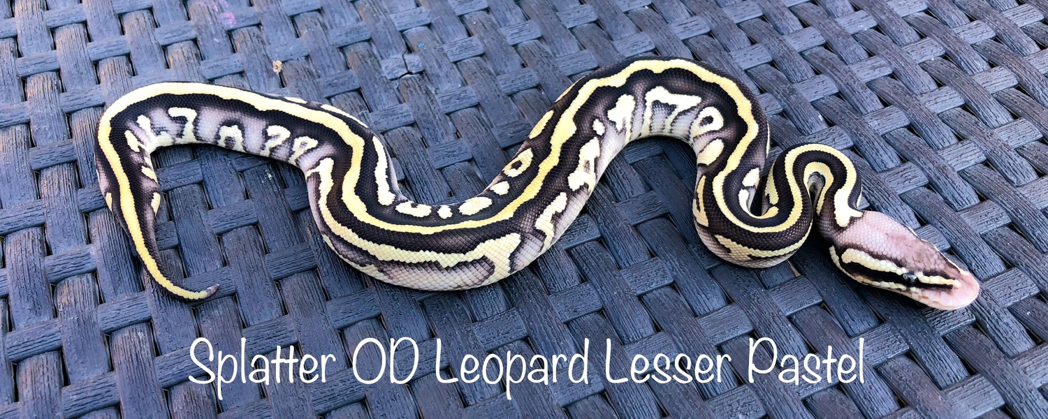 Splatter OD Leopard Lesser Pastel Ph Migraine Ph Pied Ball Python by Chris Jones Reptiles