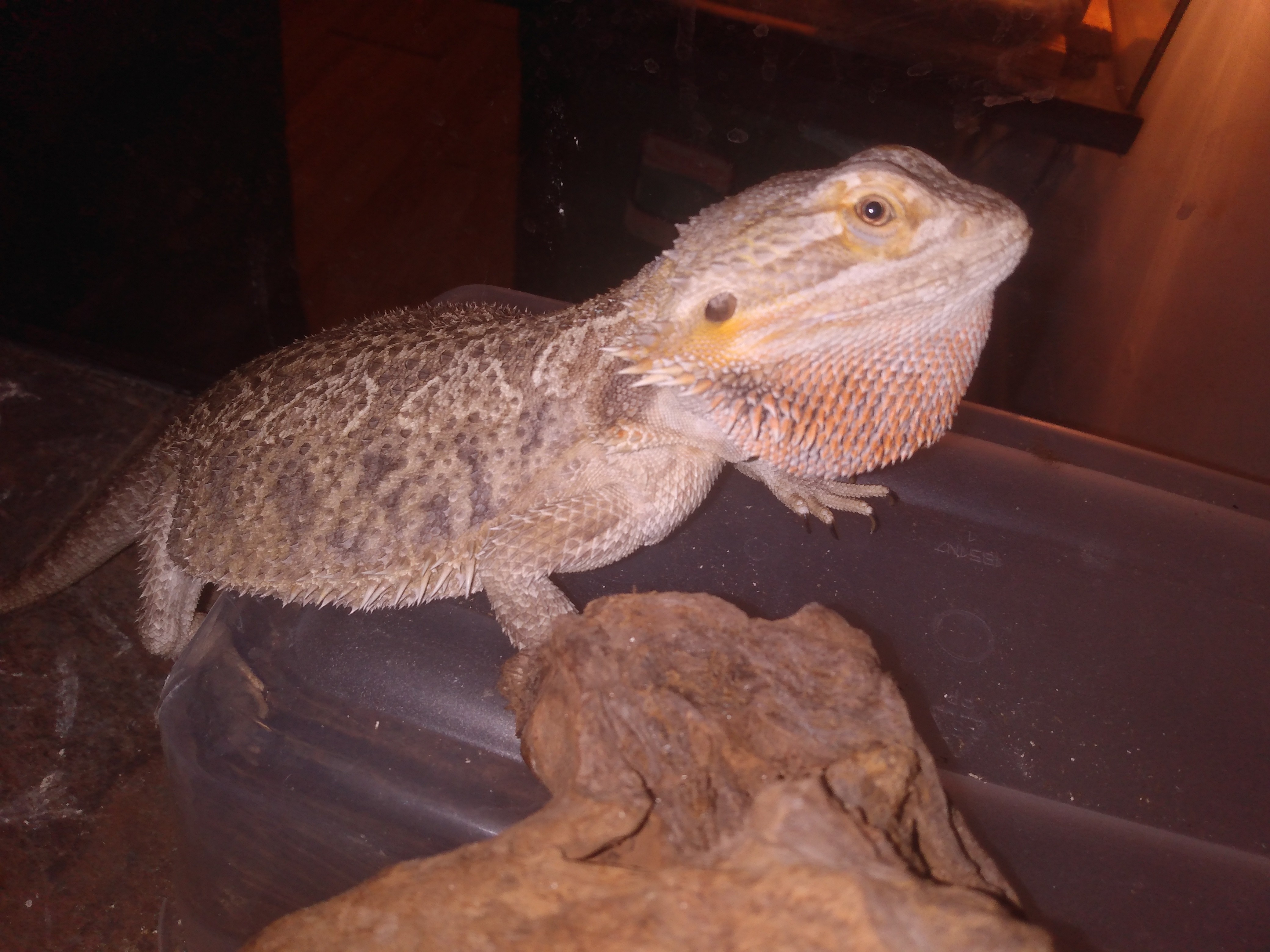 why is my bearded dragon twitching